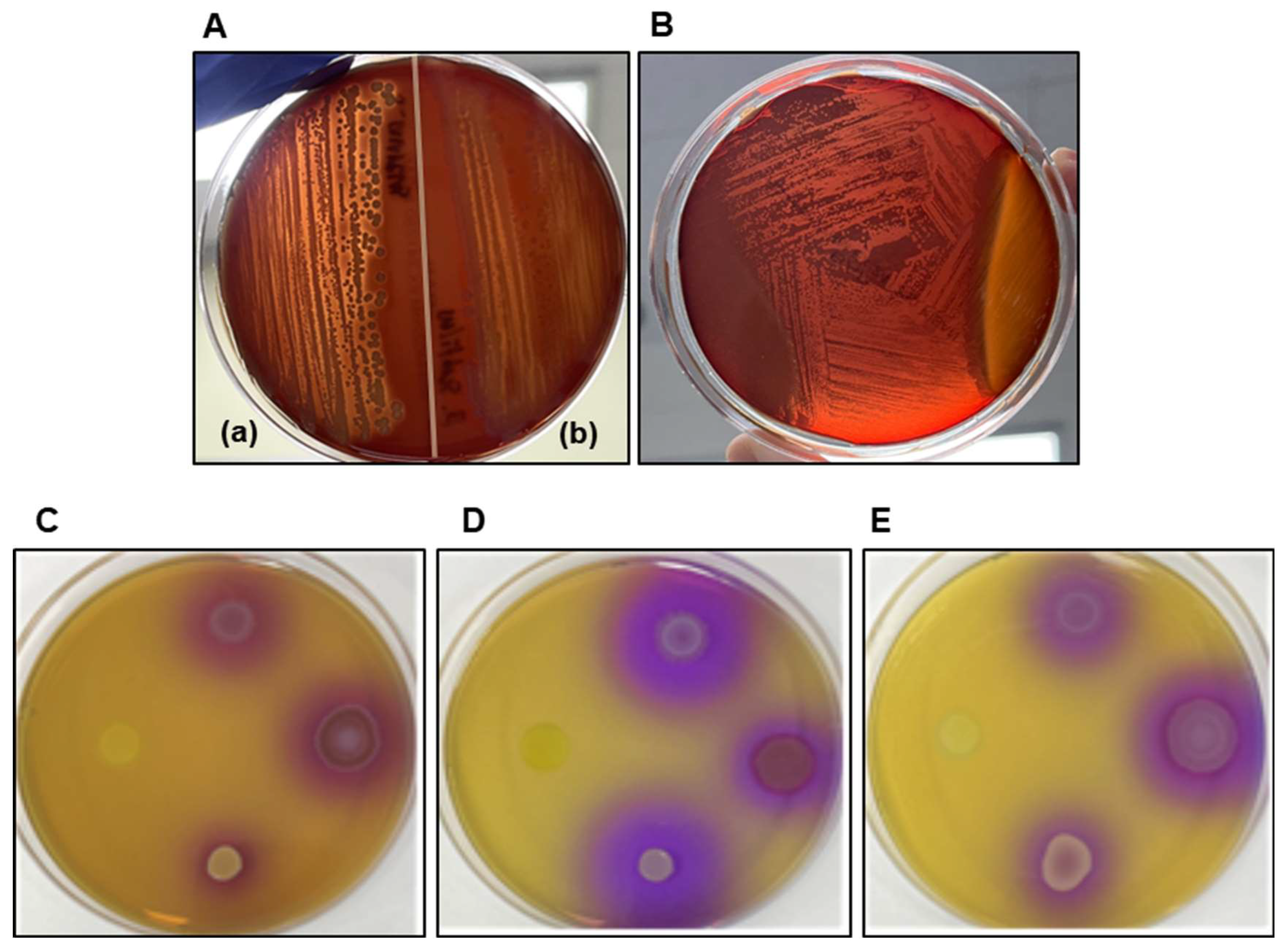 Fermentation 11 00519 g002
