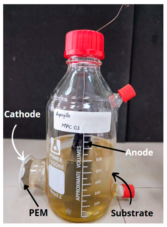 Fungifuels: Polyethylene Decomposition and Electricity