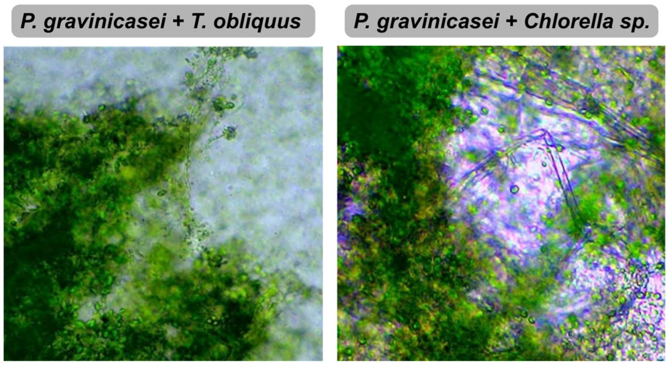 Fermentation 11 00539 g005