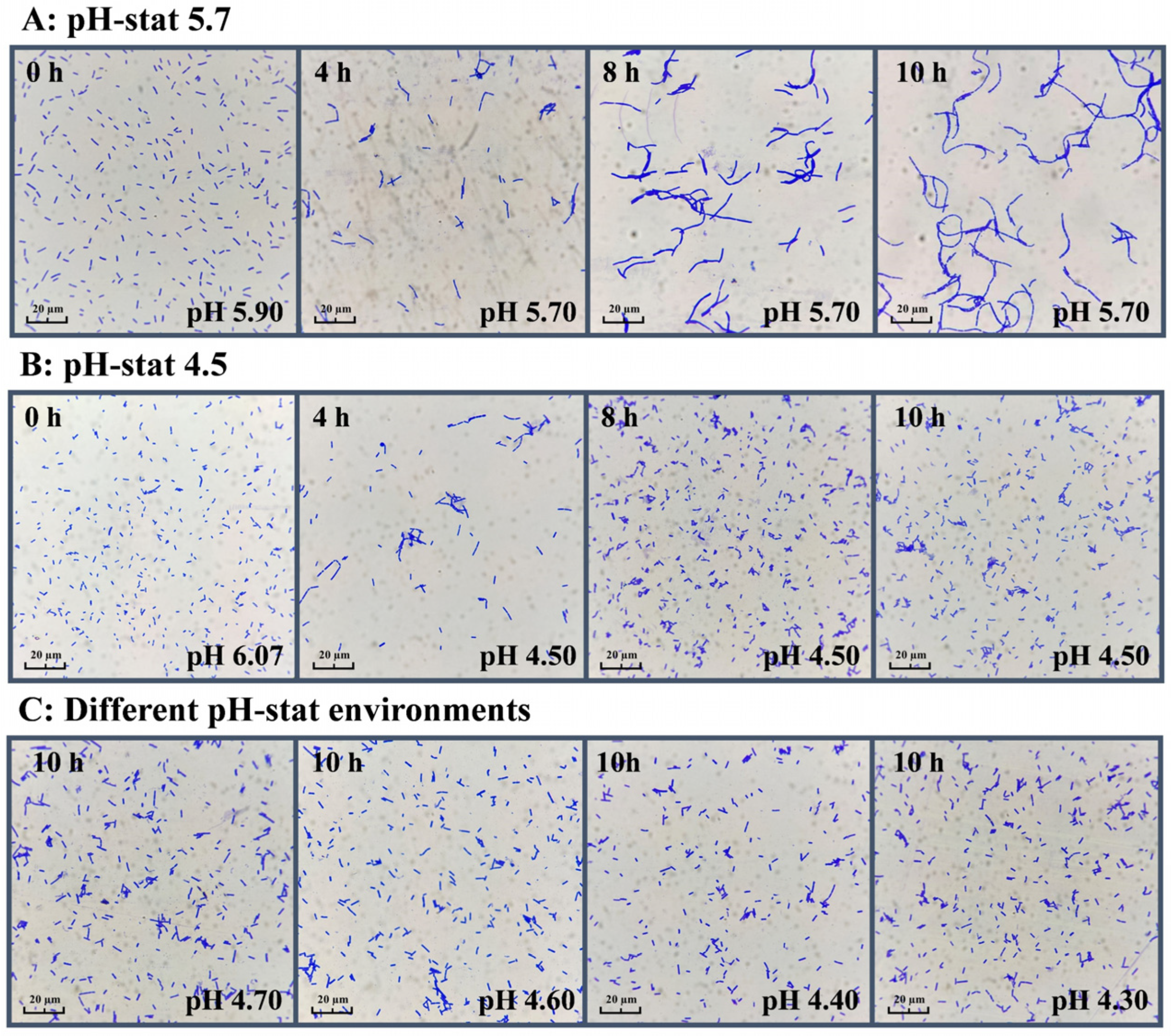 Fermentation 11 00564 g007