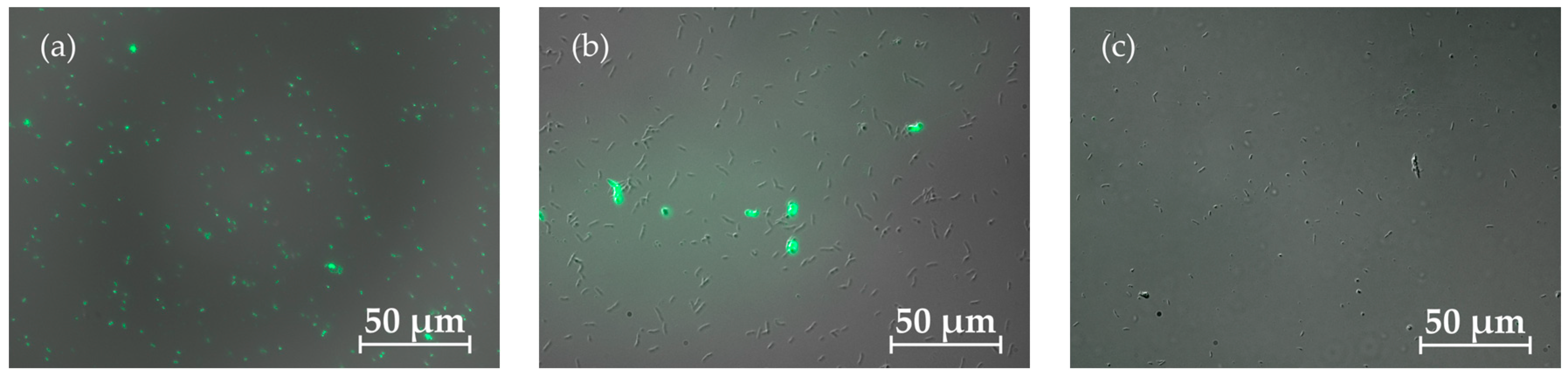 Fermentation 11 00579 g002