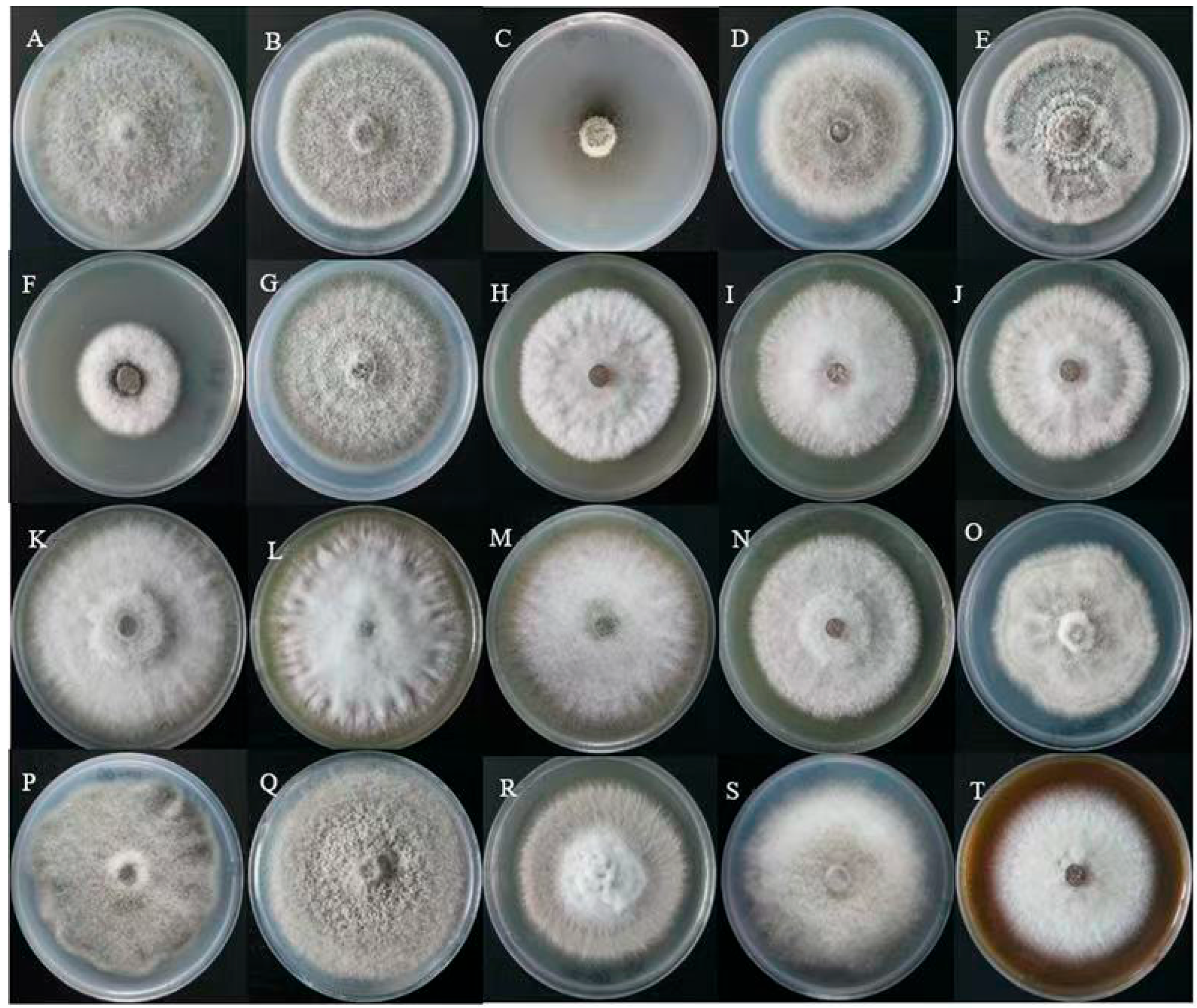 Fermentation 11 00582 g002