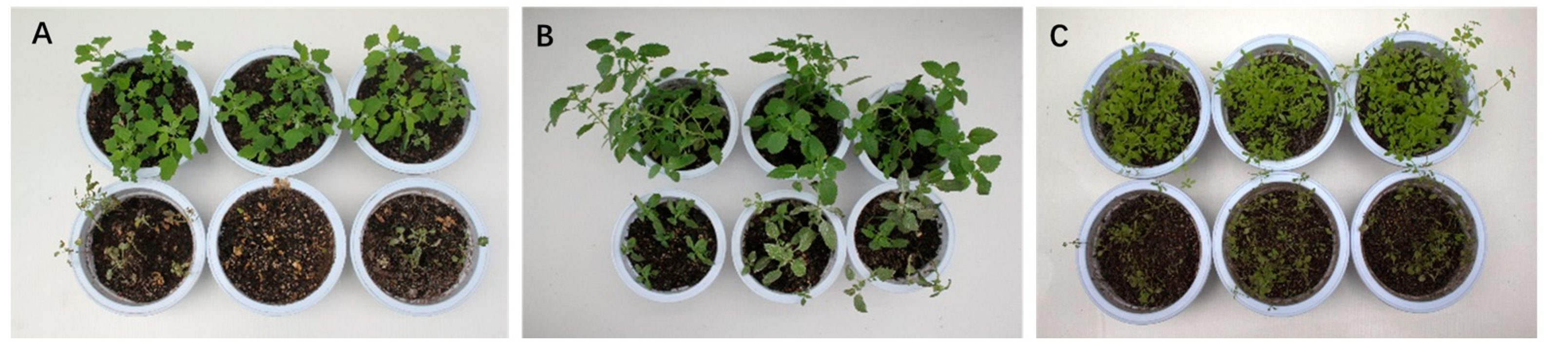 Fermentation 11 00582 g003