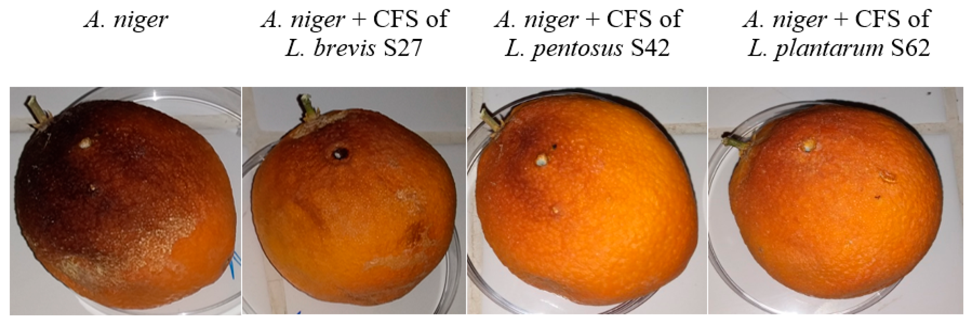 Fermentation 11 00661 g004