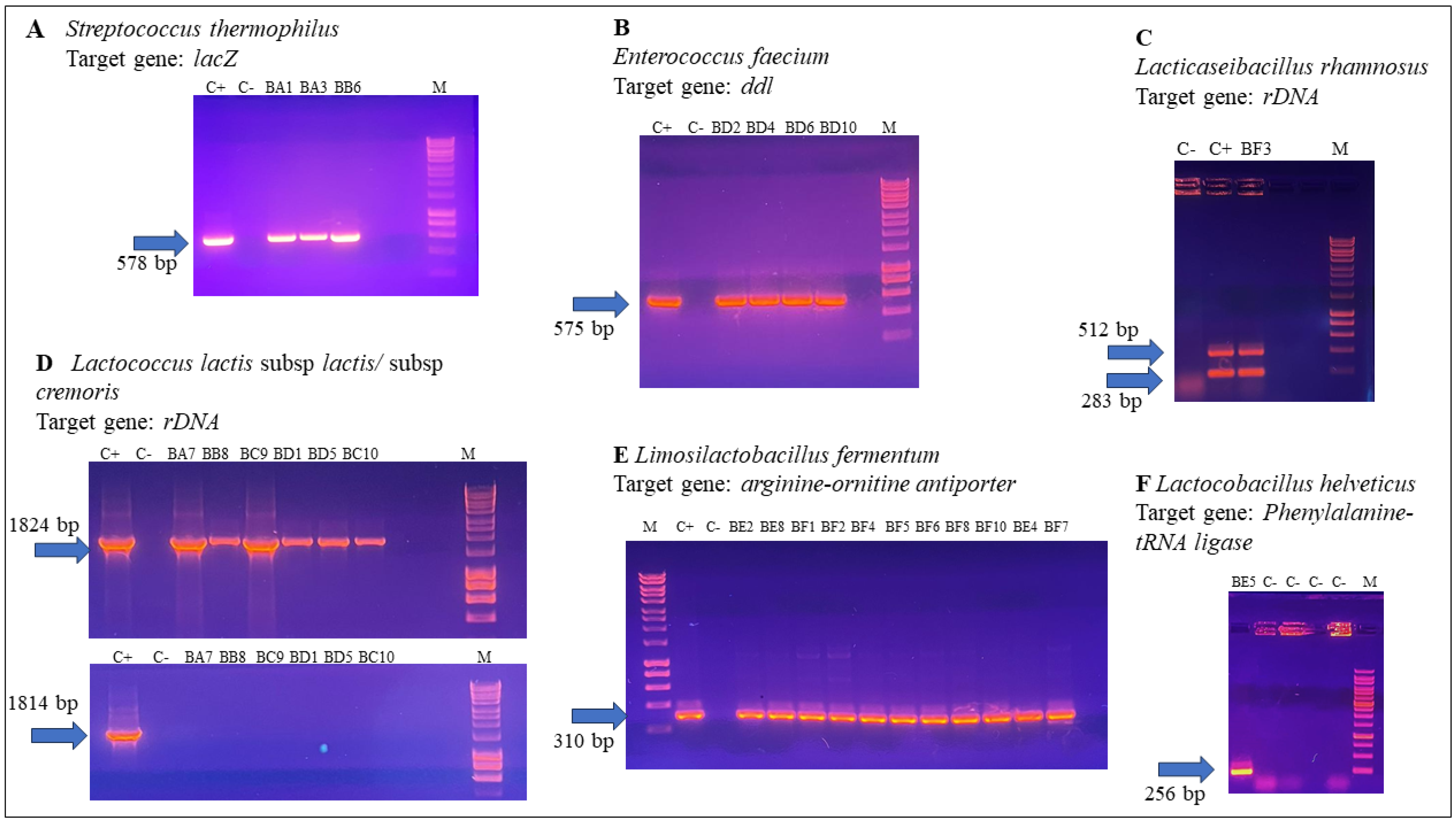 Fermentation 11 00668 g002 Fermentation 11 00668 g002