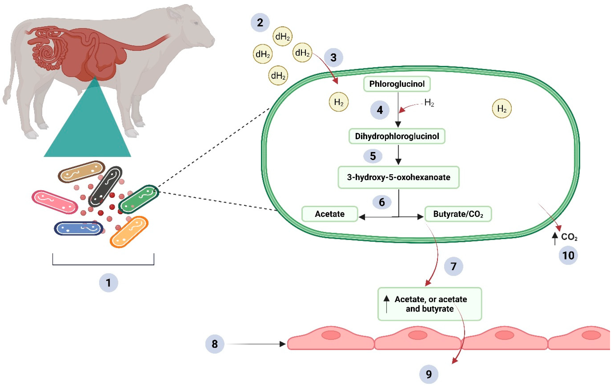 Fermentation 11 00680 g002 Fermentation 11 00680 g002