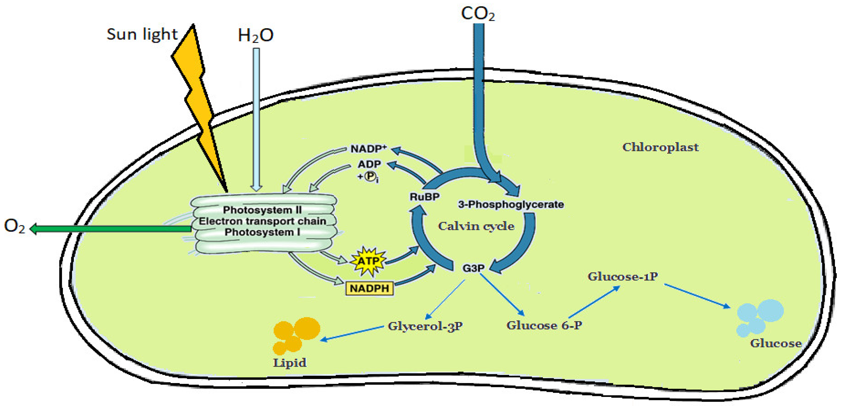 Fermentation 12 00002 g003