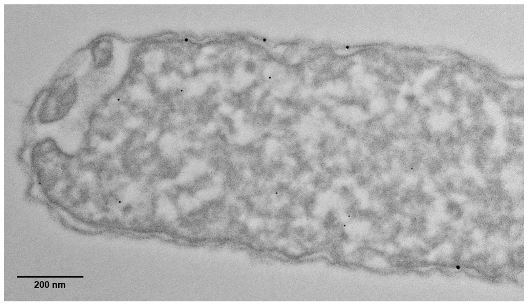 Fermentation 12 00003 g002