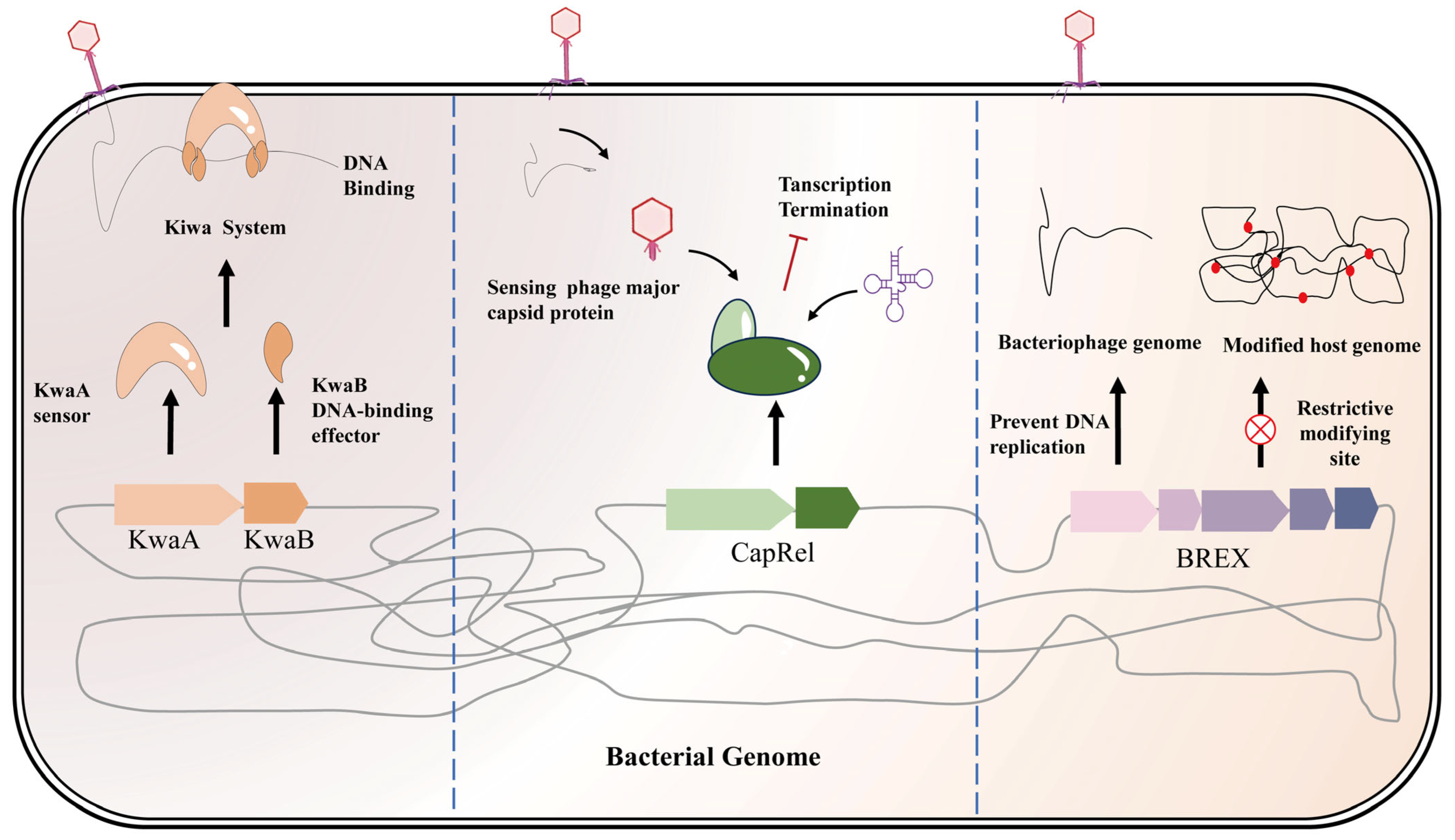 Fermentation 12 00017 g001