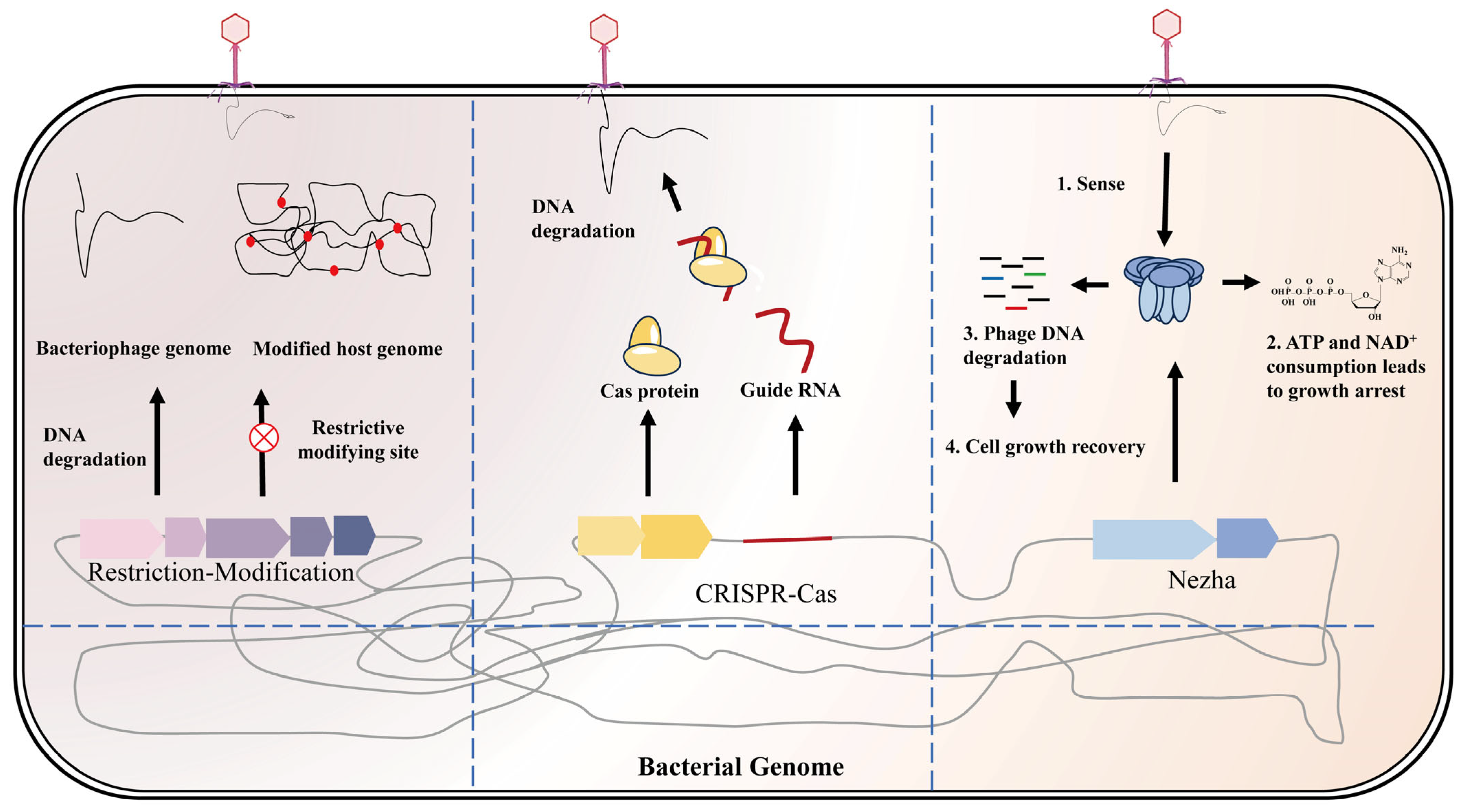 Fermentation 12 00017 g002