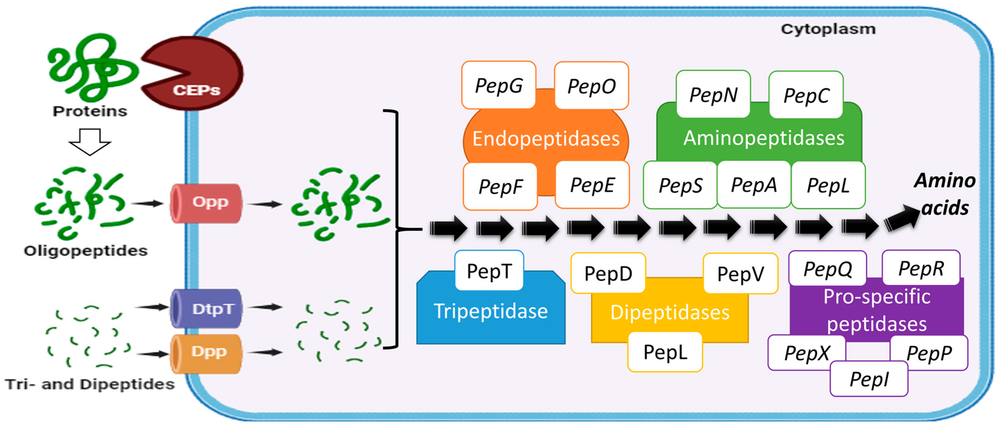 Fermentation 12 00018 g002