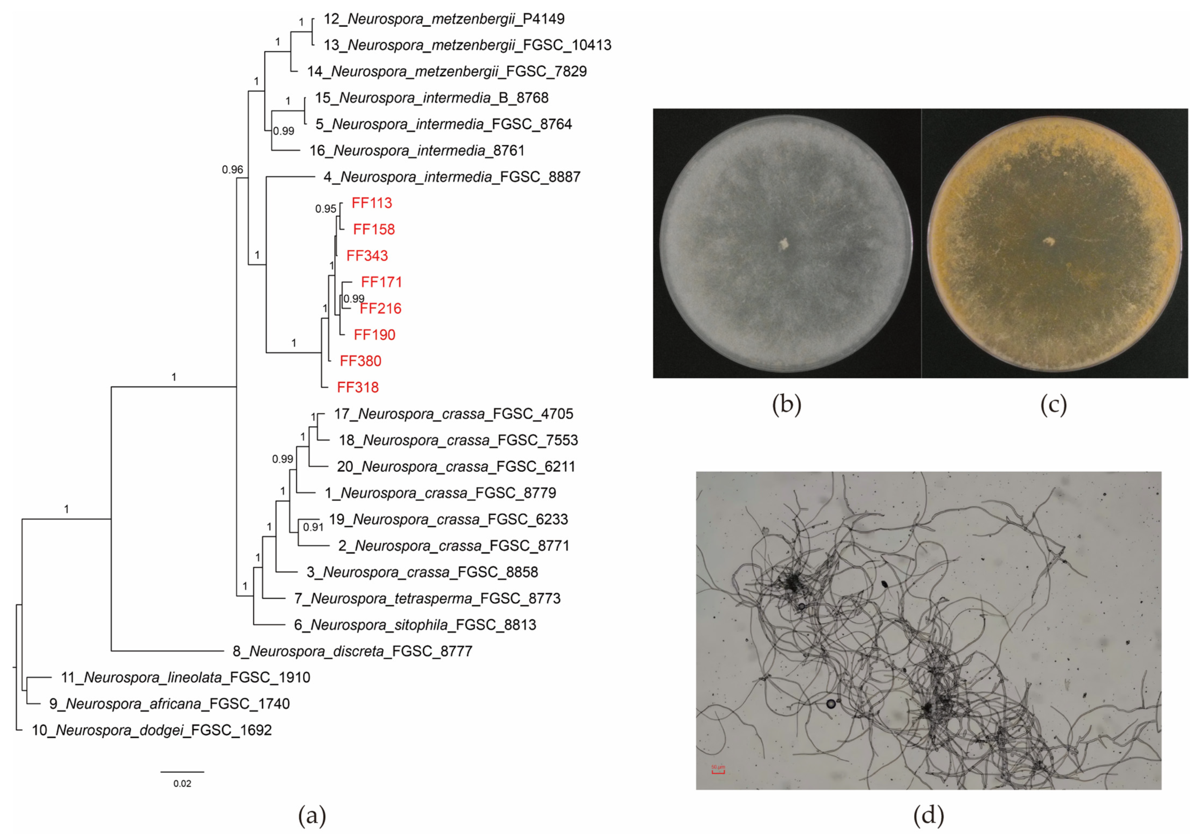 Fermentation 12 00027 g001