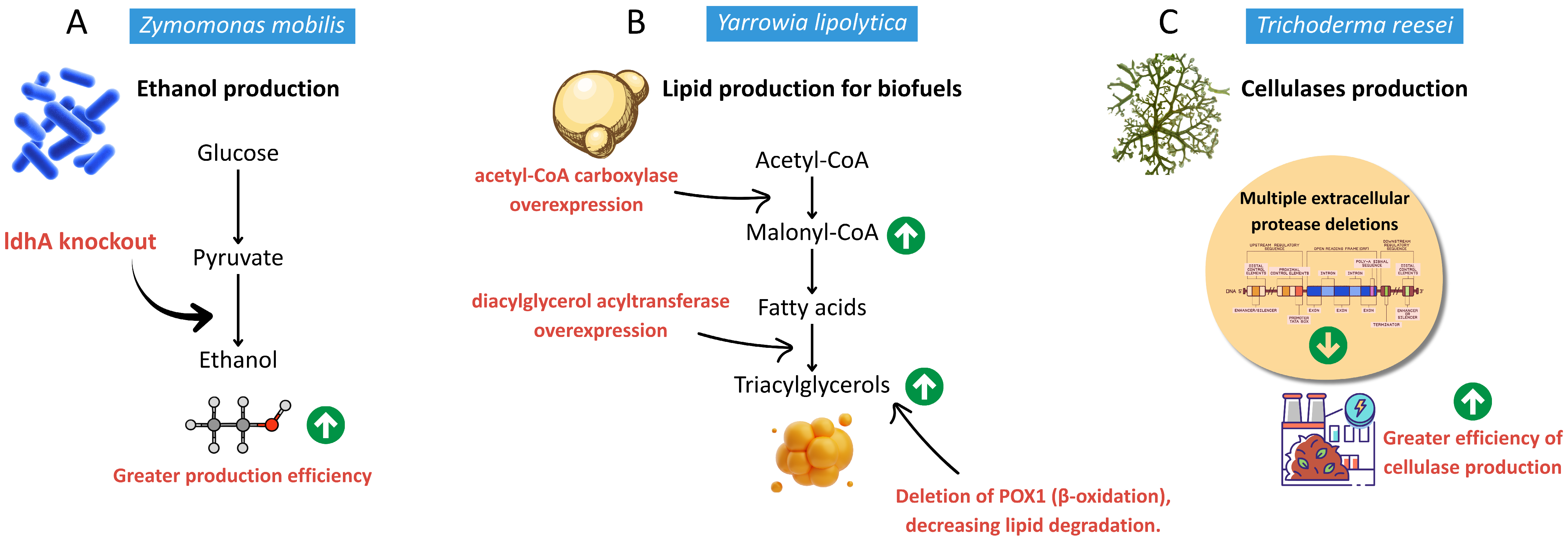 Precision Fermentation as a Frontier in Biofuel Production: Advances ...