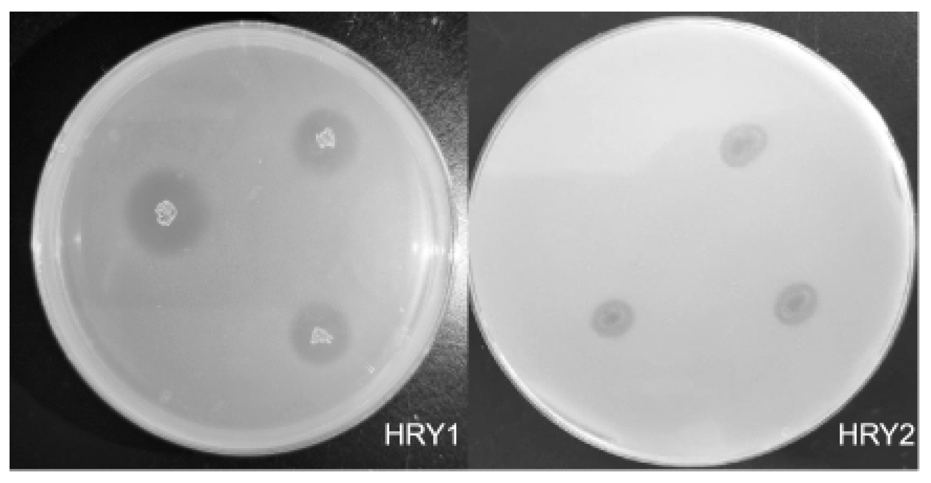 Fermentation 12 00113 g001