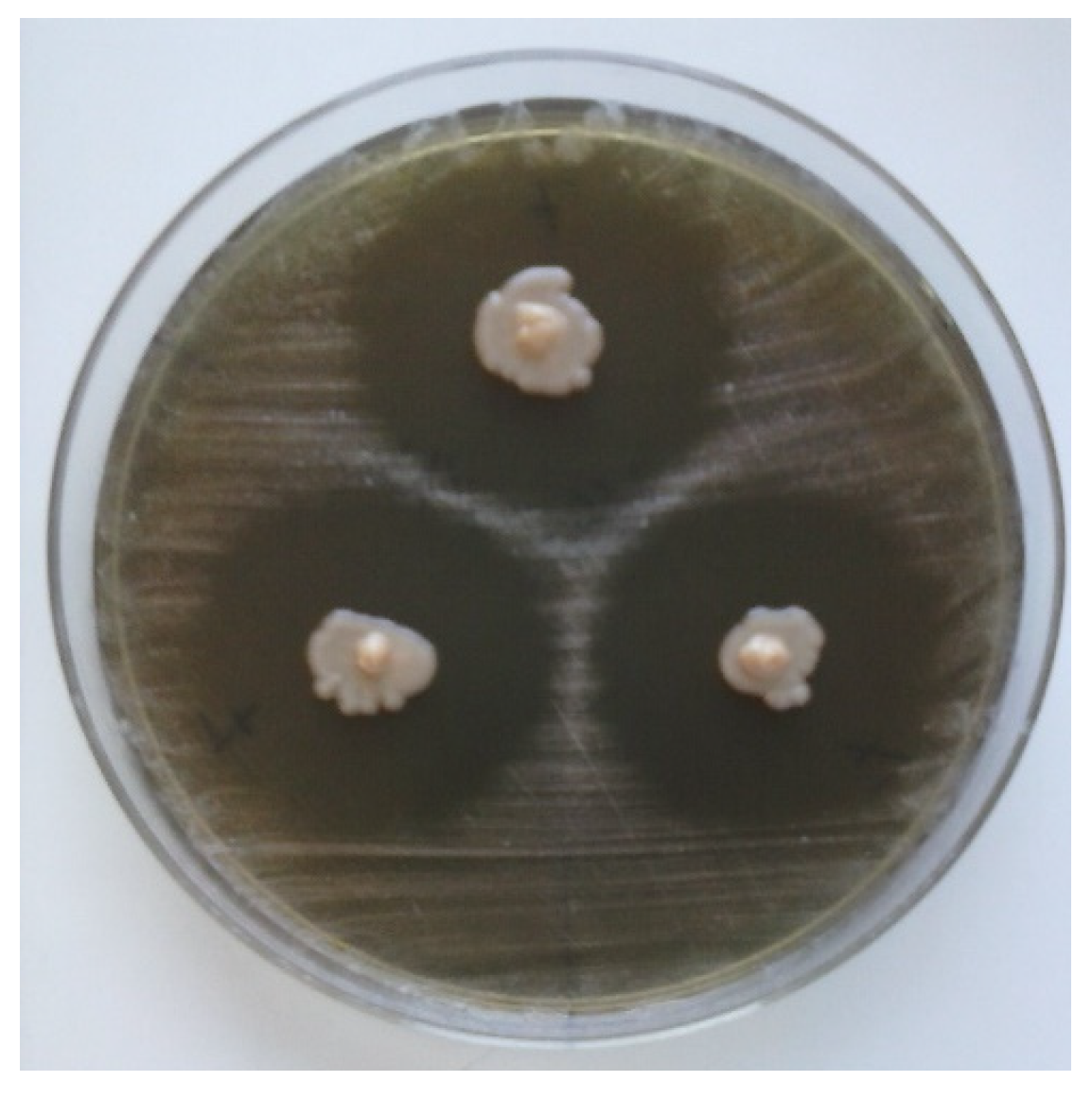 Fermentation 12 00237 g002 Fermentation 12 00237 g002