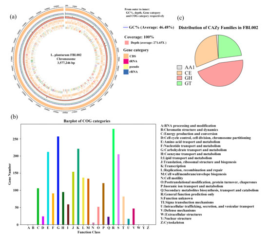 Valorization of Grape Seed By-Products by Lactiplantibacillus