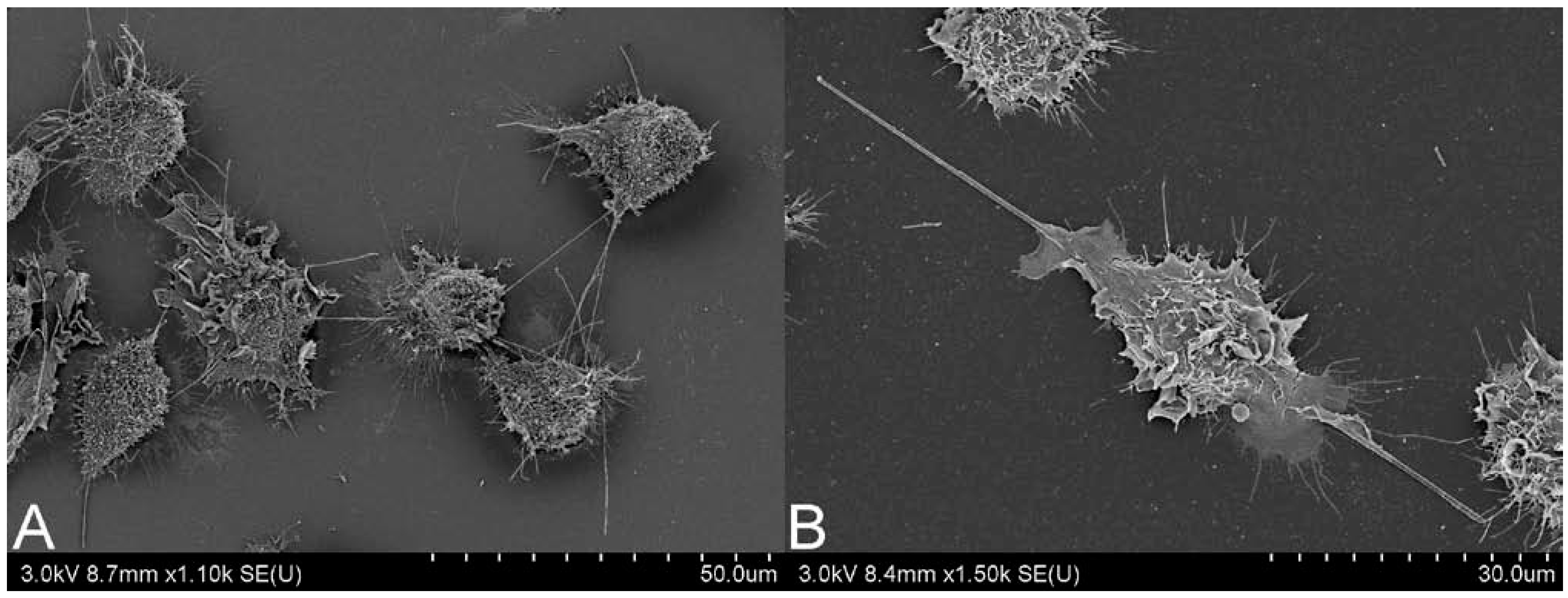 Fibers 02 00045 g001