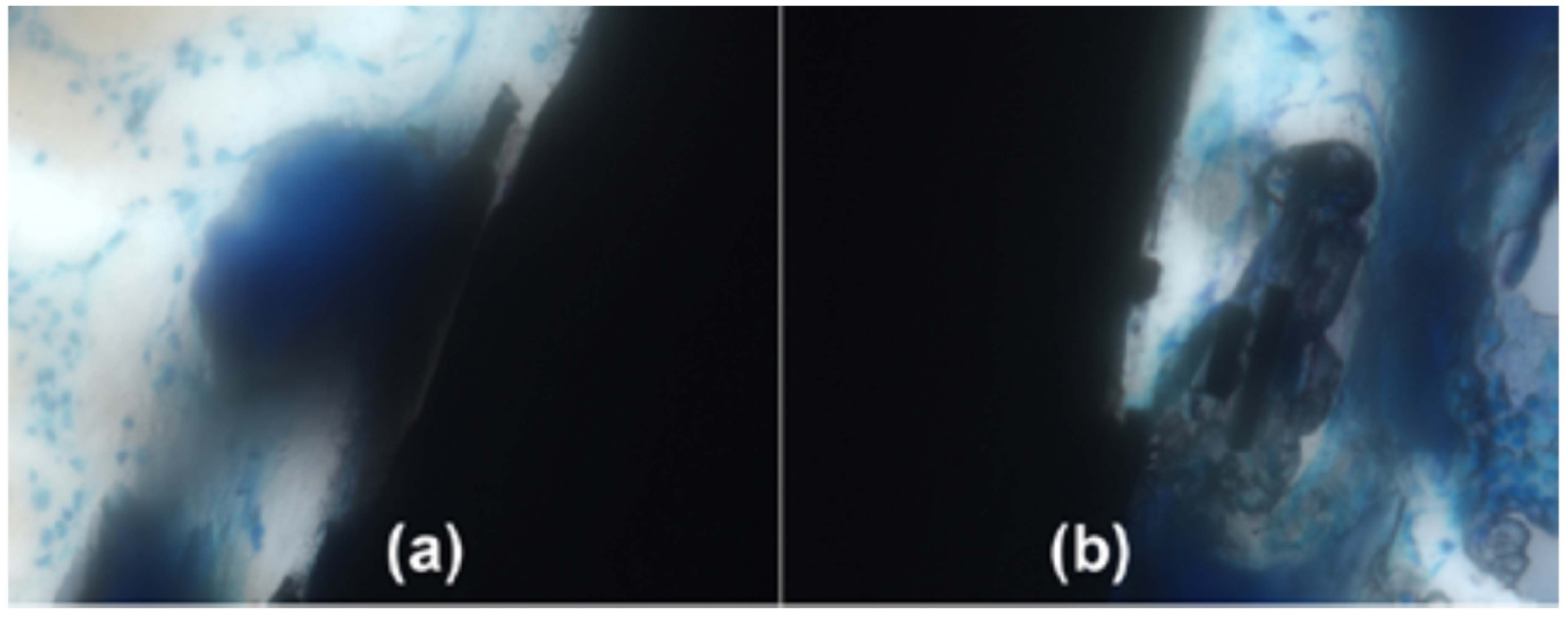 Fibers 04 00001 g004