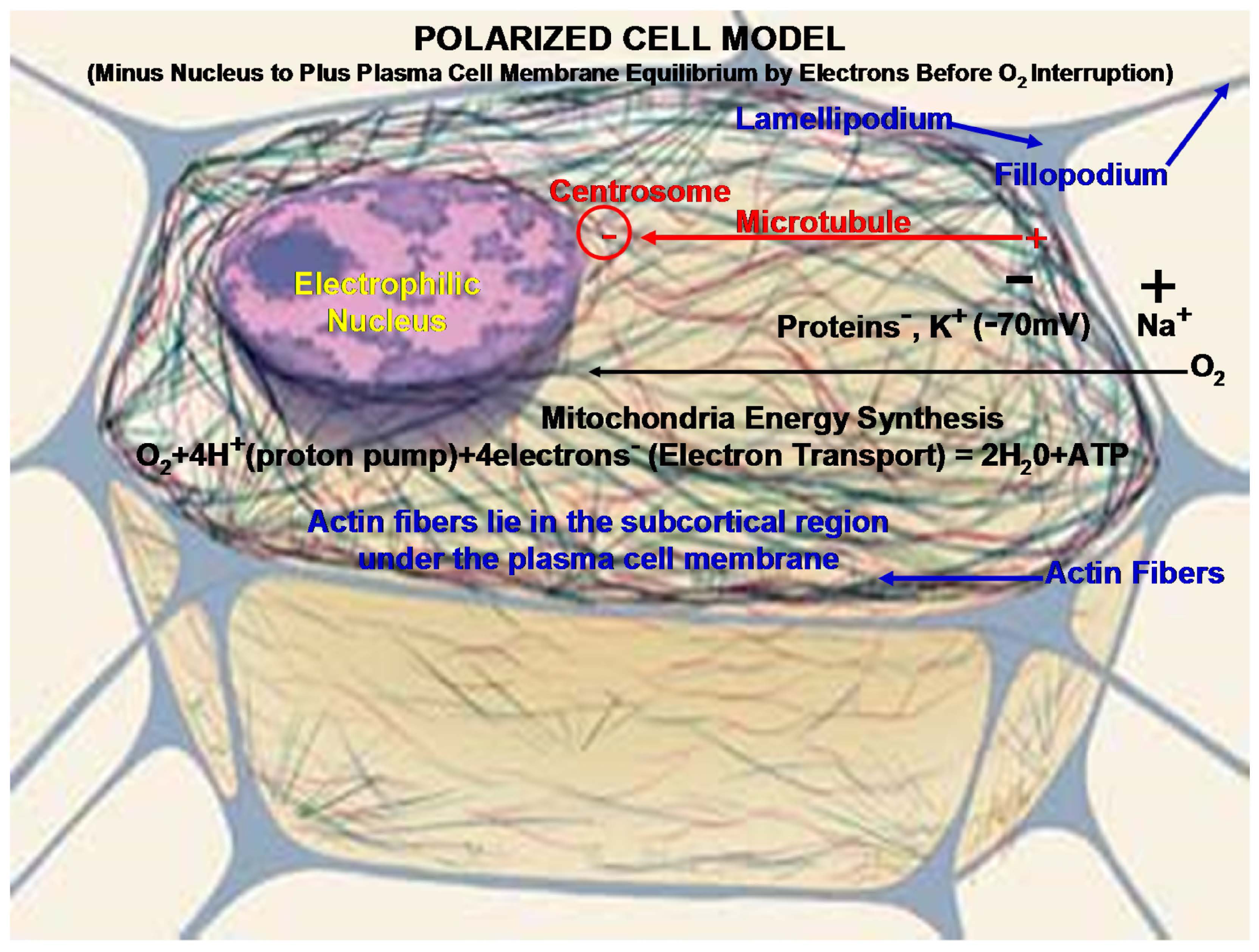 Fibers 04 00001 g006