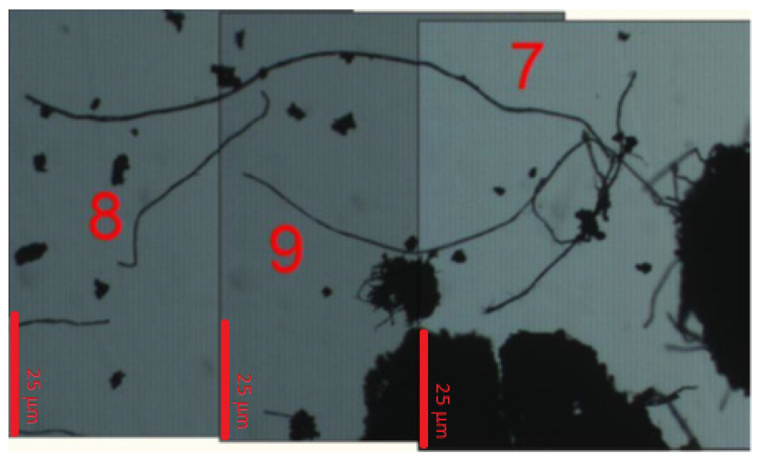 Fibers 04 00007 g005 1024