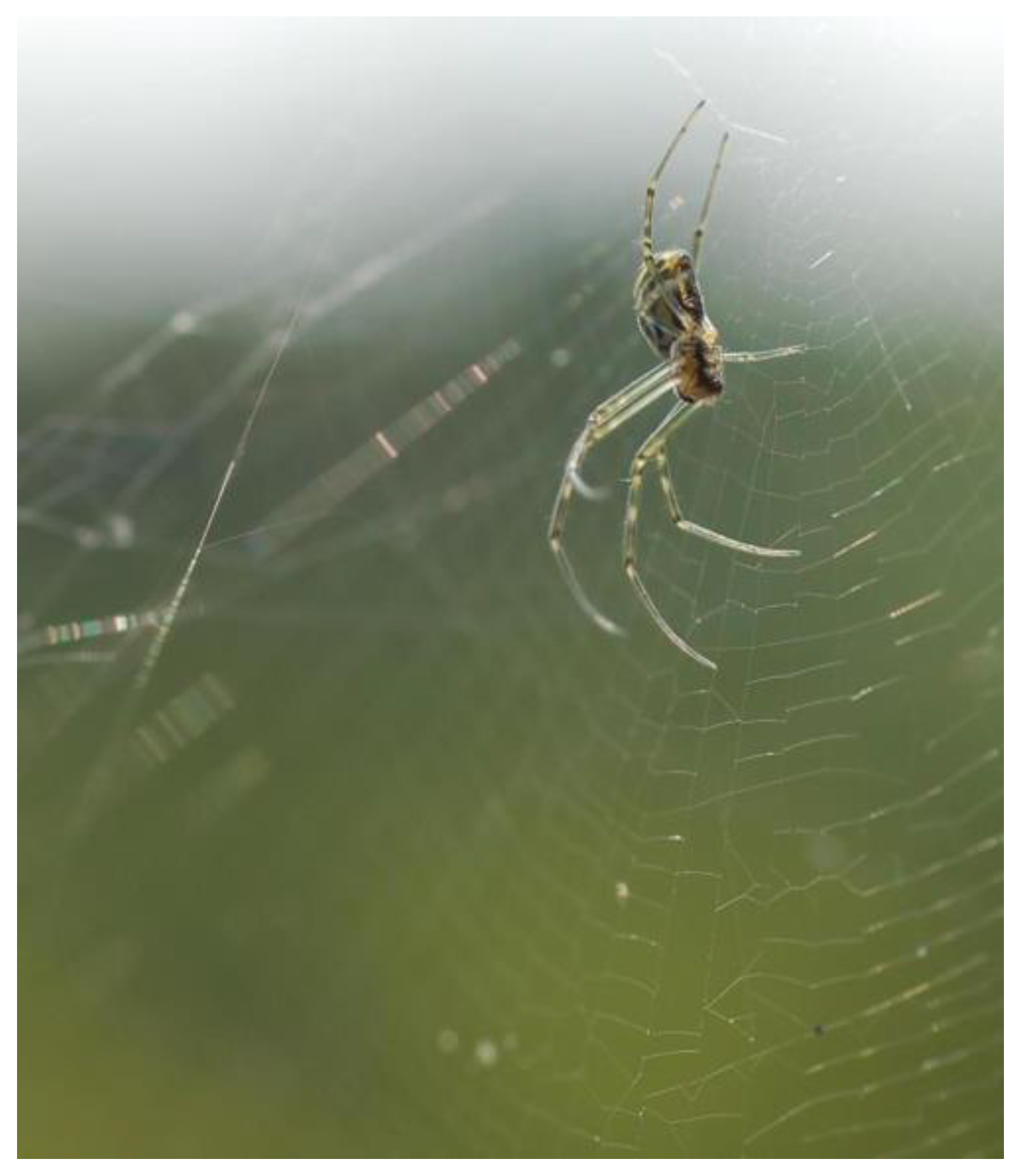 Fibers 04 00012 g001 1024