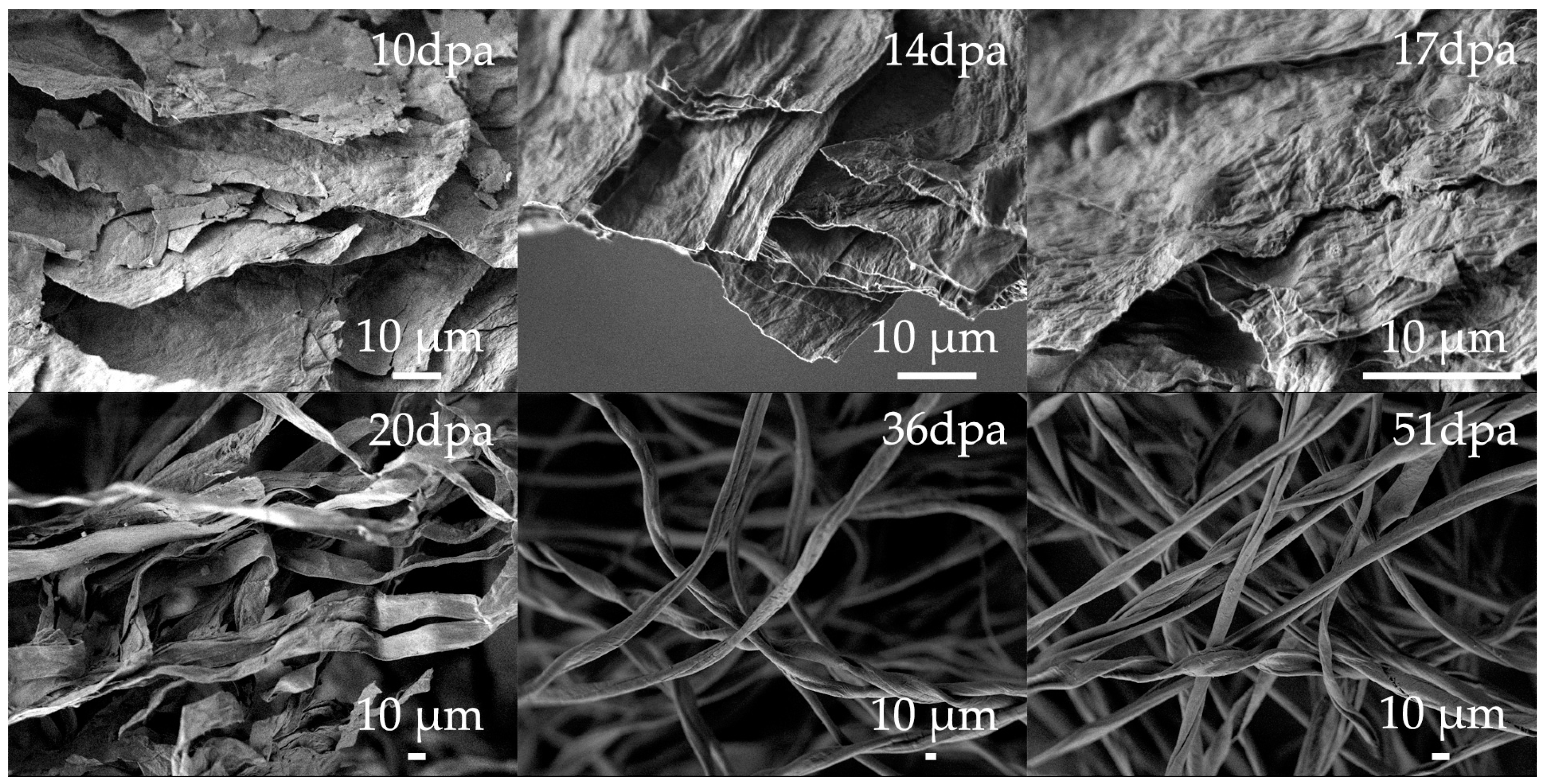 Fibers 06 00011 g002 550