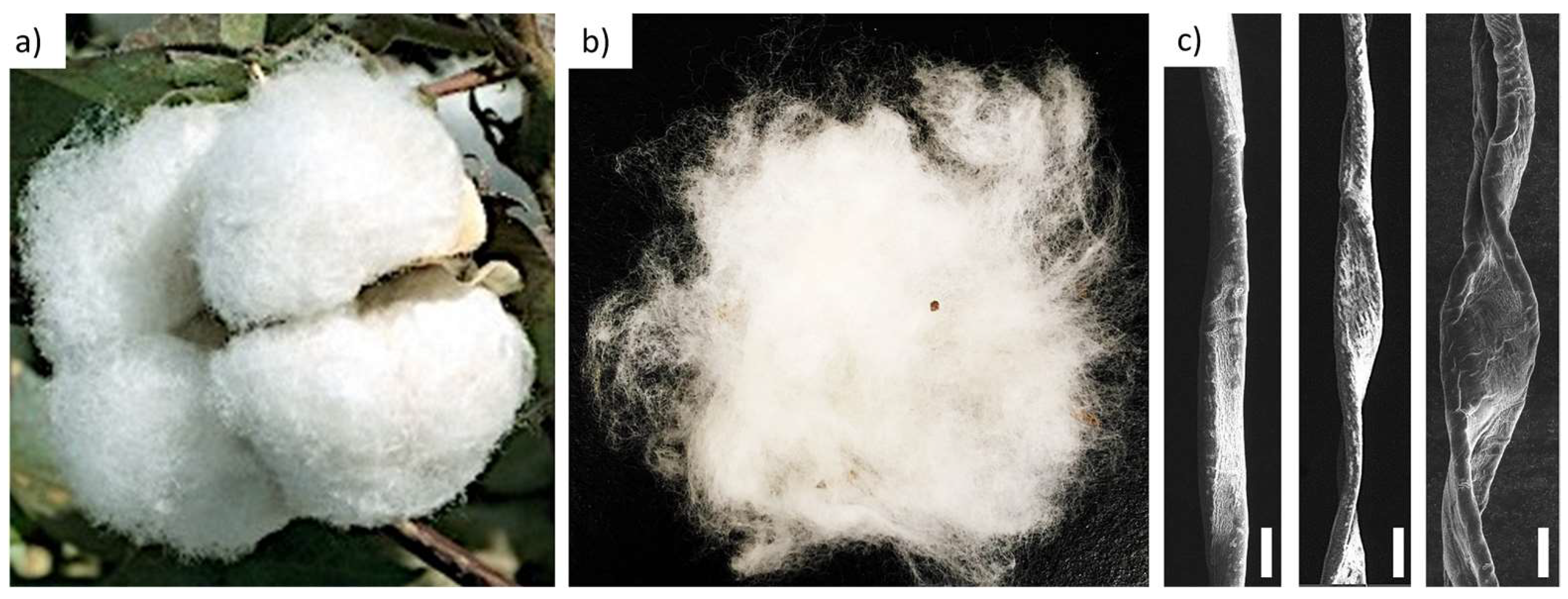 Fibers Free FullText Multiscale Frictional Properties of Cotton