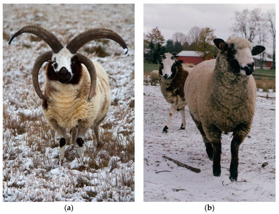 Fibers | Free Full-Text | Flammability Characteristics of Animal Fibers: Single Breed Wools, Alpaca/Wool, and Llama/Wool Blends Fibers | Free Full-Text | Flammability Characteristics of Animal Fibers: Single Breed Wools, Alpaca/Wool, and Llama/Wool Blends