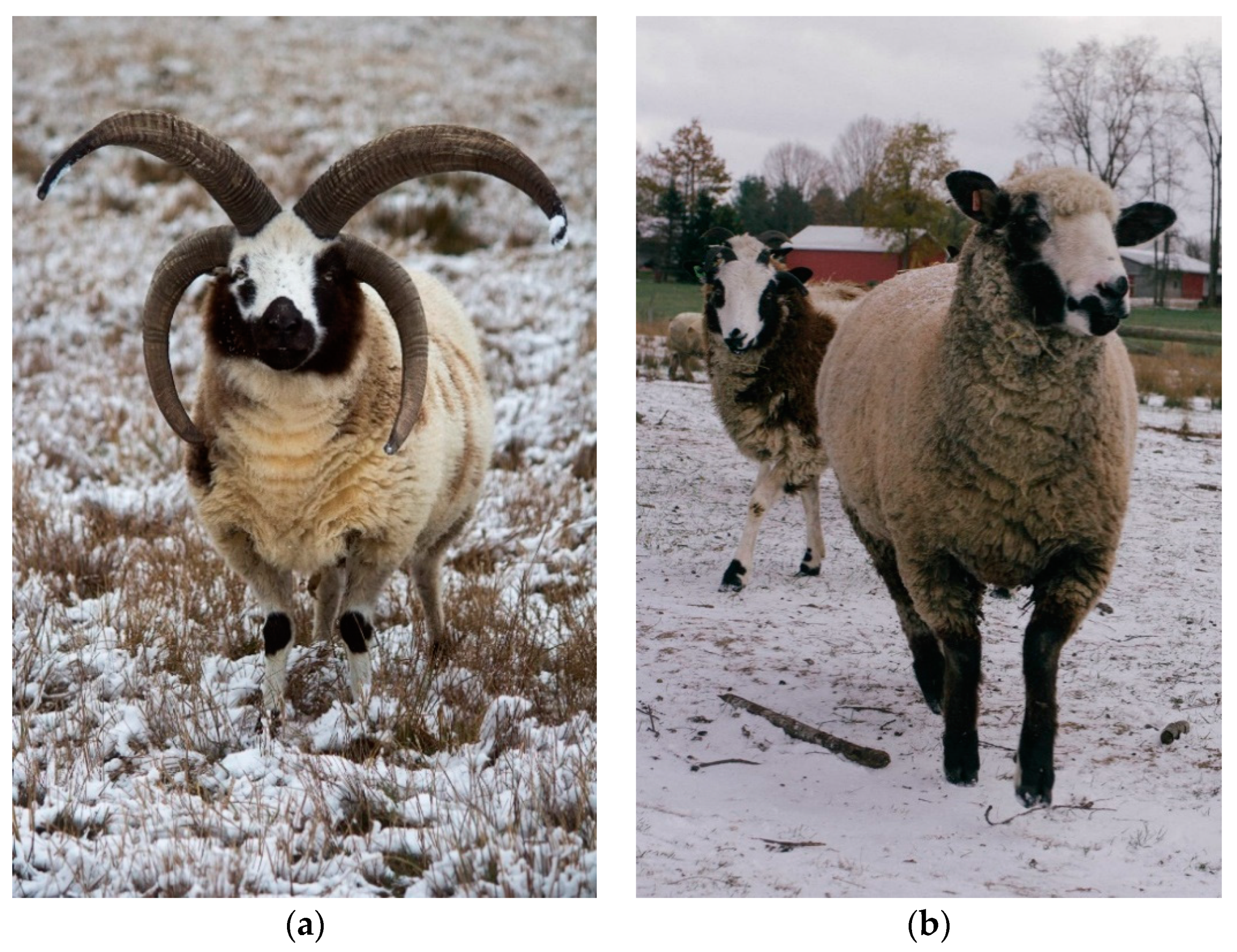Fibers | Free Full-Text | Flammability Characteristics of Animal Fibers:  Single Breed Wools, Alpaca/Wool, and Llama/Wool Blends