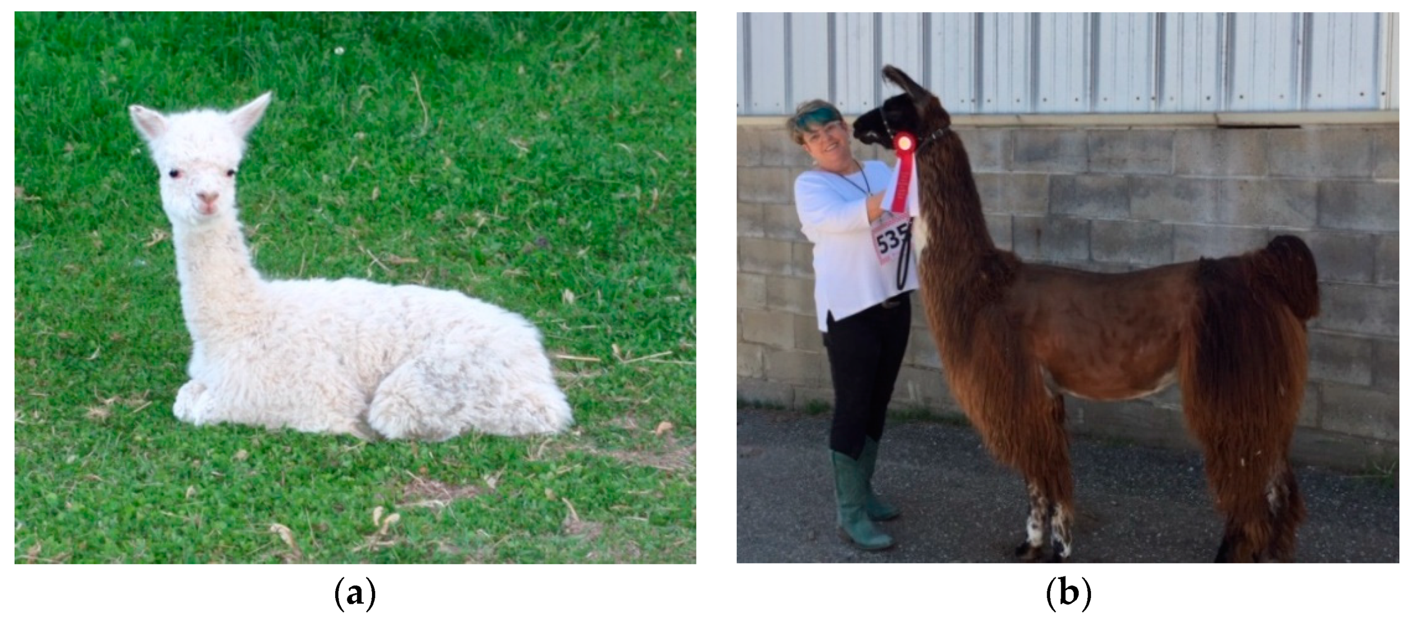 Fibers | Free Full-Text | Flammability Characteristics of Animal Fibers: Single Breed Wools, Alpaca/Wool, and Llama/Wool Blends Fibers | Free Full-Text | Flammability Characteristics of Animal Fibers: Single Breed Wools, Alpaca/Wool, and Llama/Wool Blends