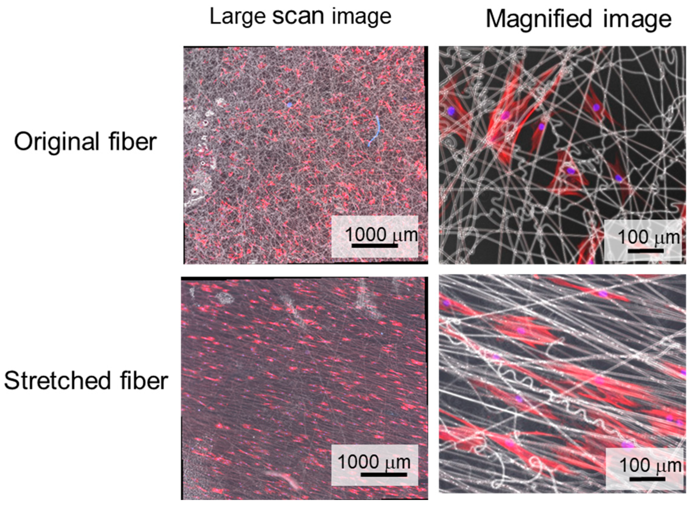 Fibers 07 00020 g006
