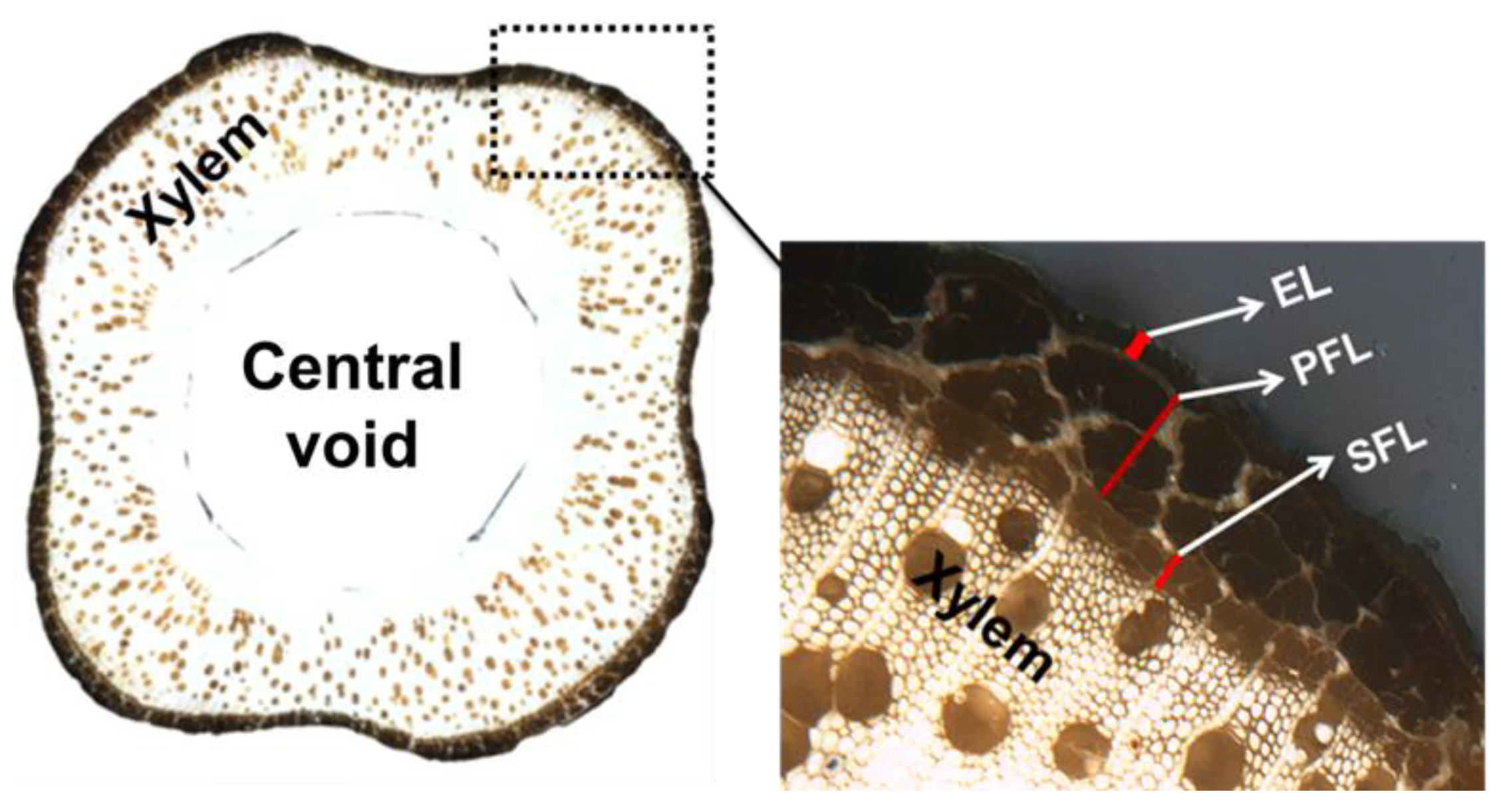 Fibers 07 00108 g003 Fibers 07 00108 g003