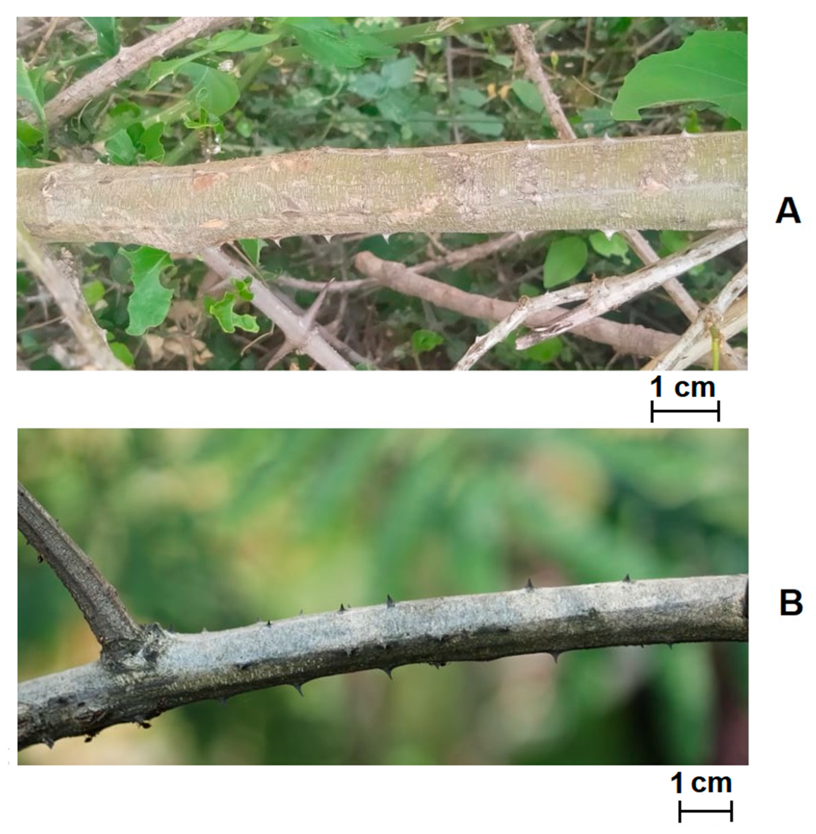 Fibers 09 00049 g001 550