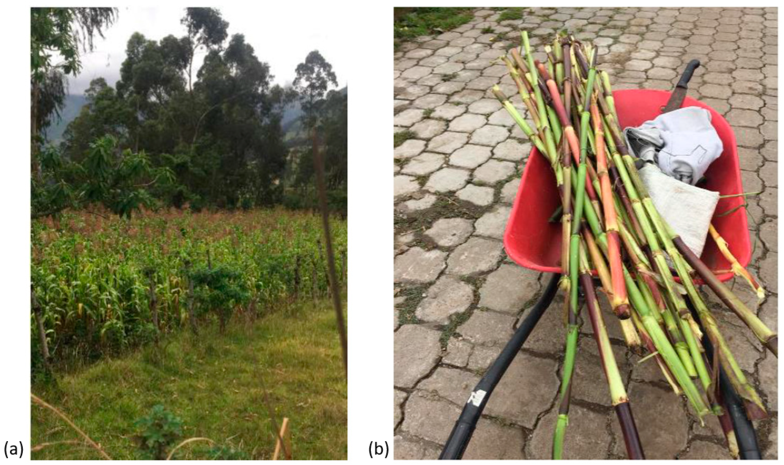 Fibers 11 00026 g001