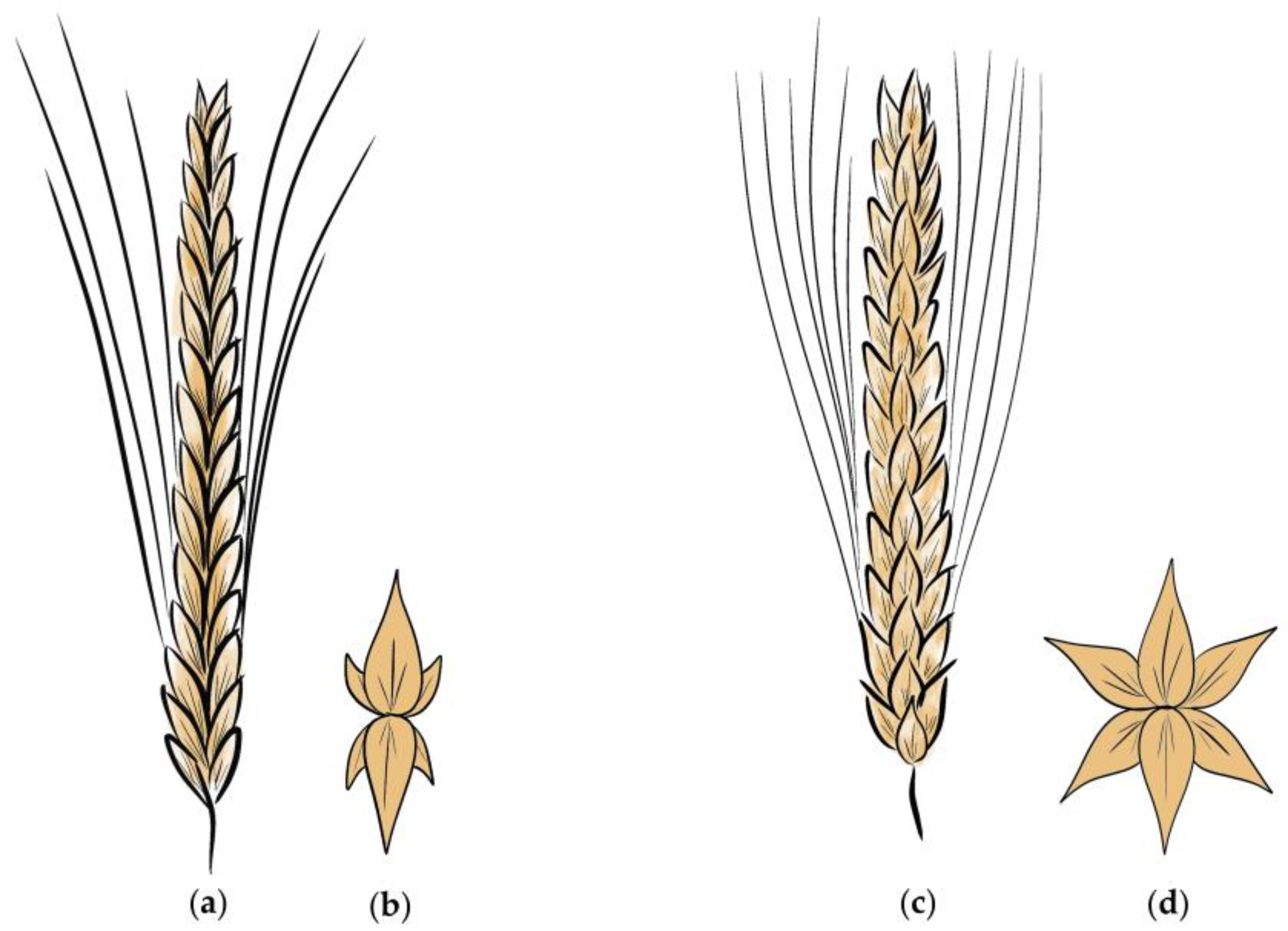 Fibers 11 00108 g001