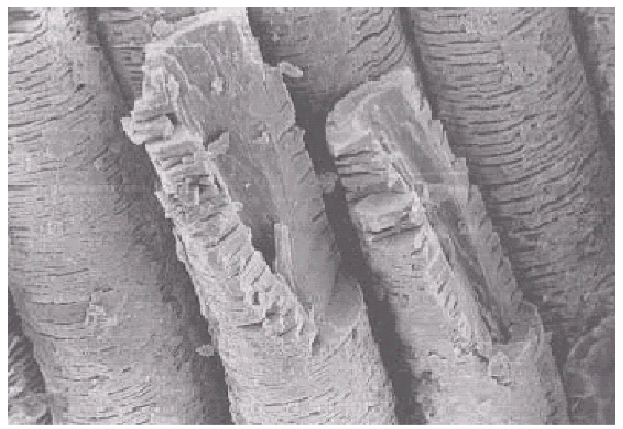 Fibers 12 00051 g003