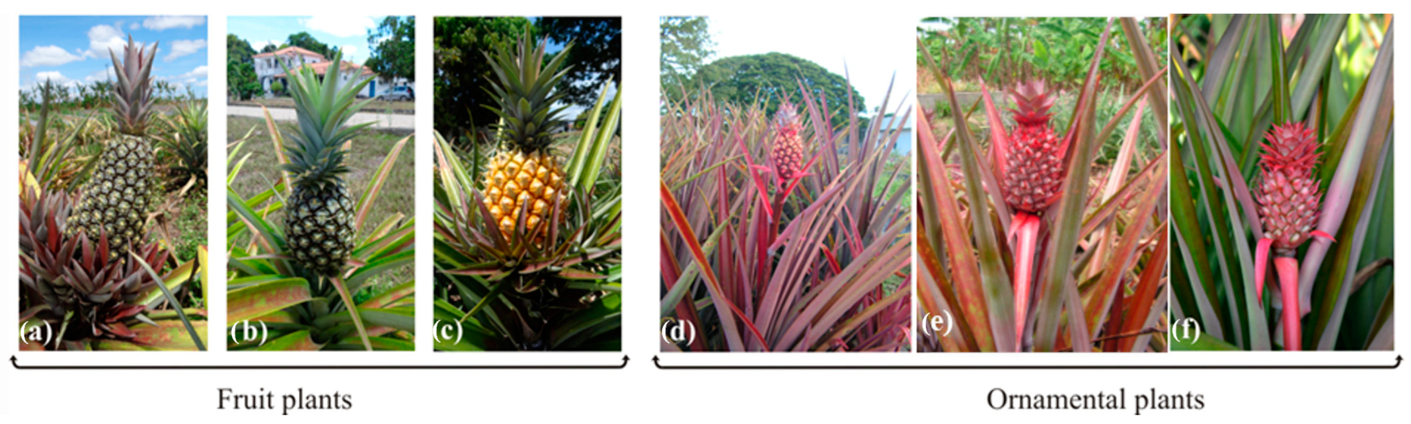 Fibers 13 00051 g001