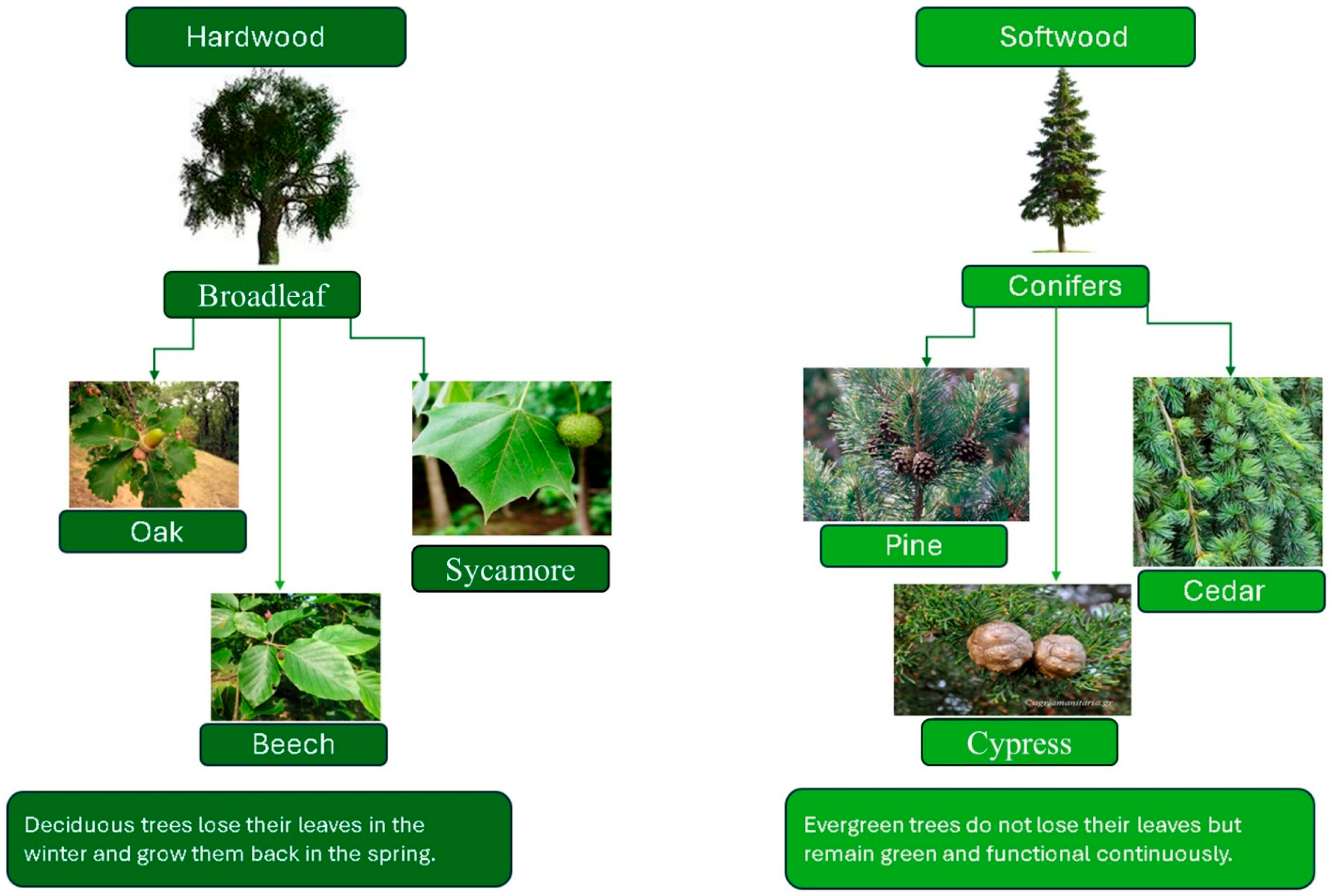 Fibers 13 00157 g001