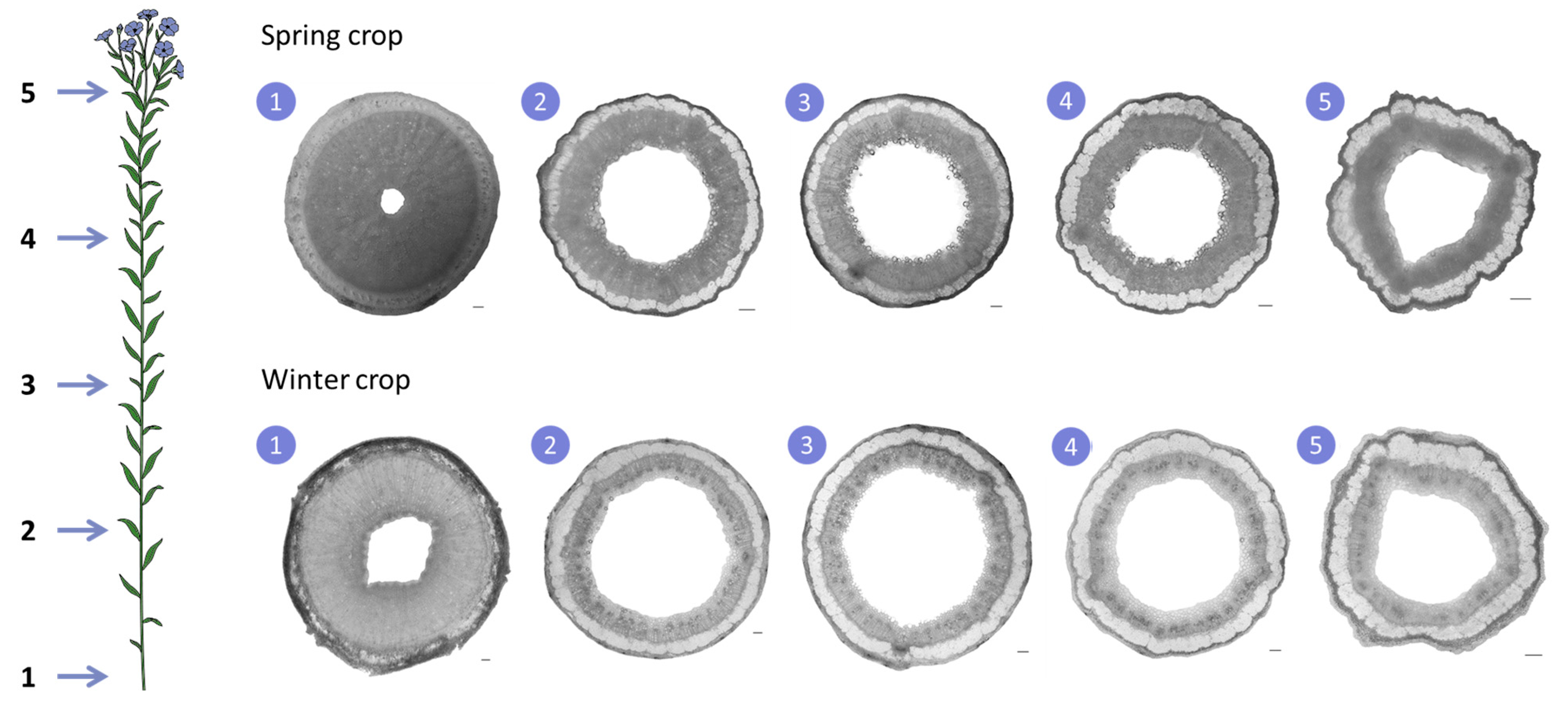 Fibers 14 00002 g005