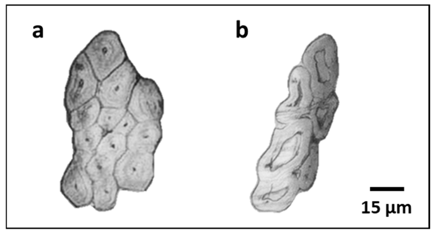 Fibers 14 00002 g008