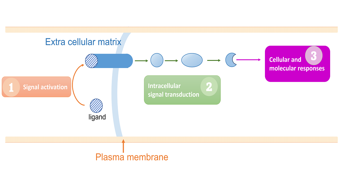 Cell Signaling Pathways