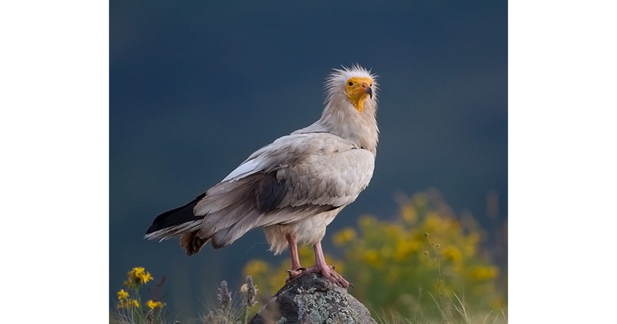 Conservation Efforts for Endangered Raptor Populations Worldwide  