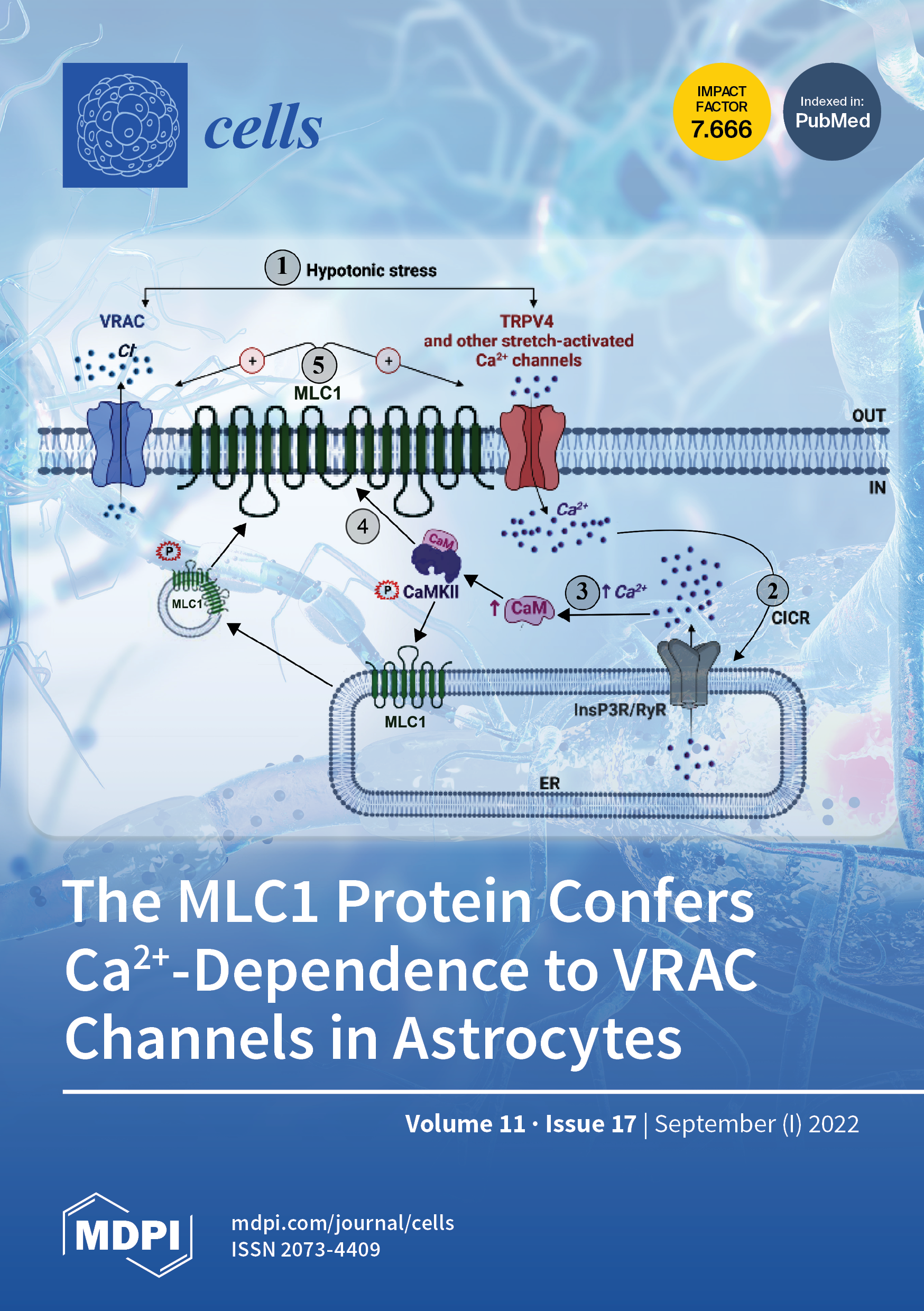 https://www.mdpi.com/files/uploaded/covers/cells/big_cover-cells-v11-i17.png