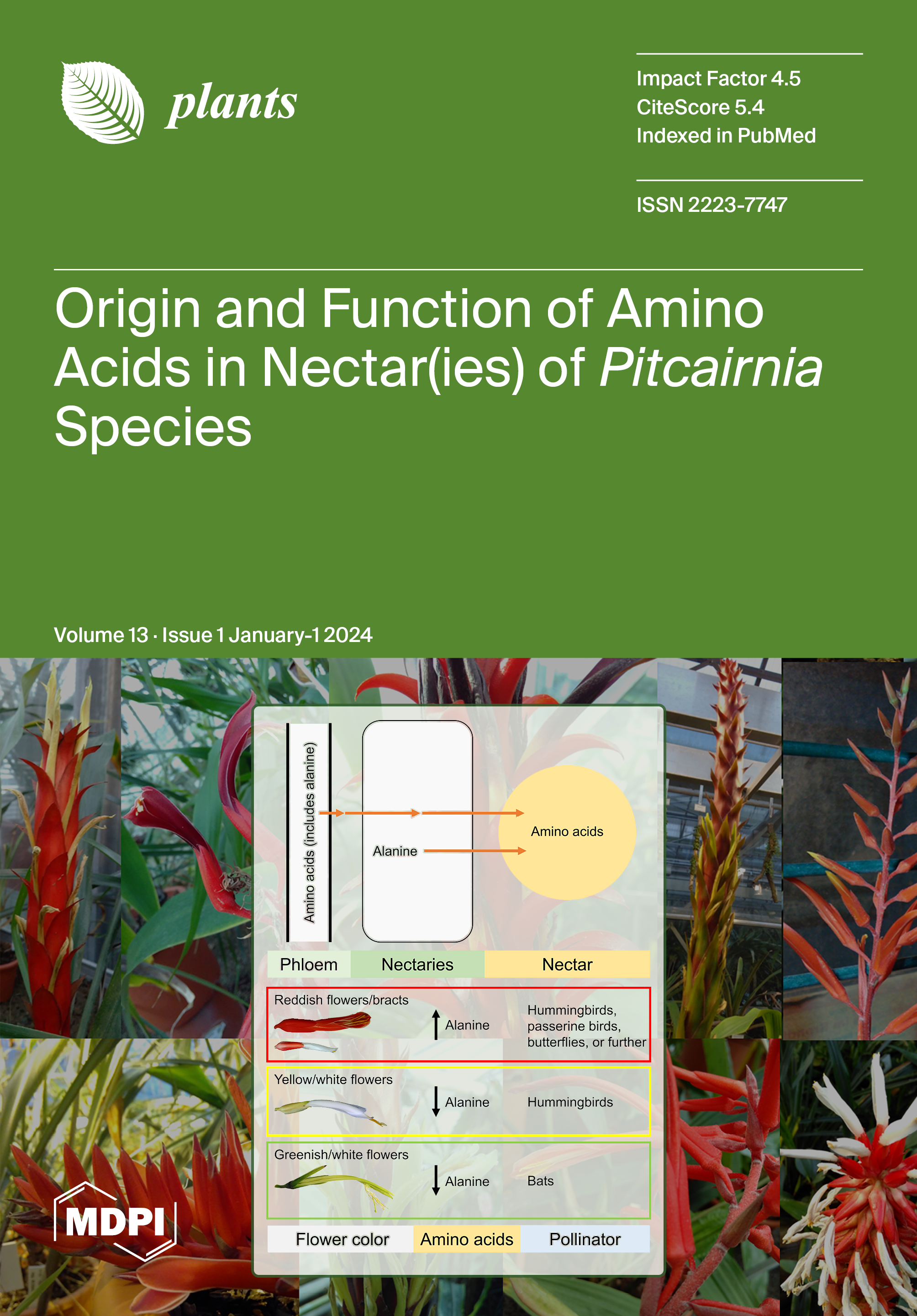 Pinus ssp- Pine Pollen Tincture – The Herb Shoppe