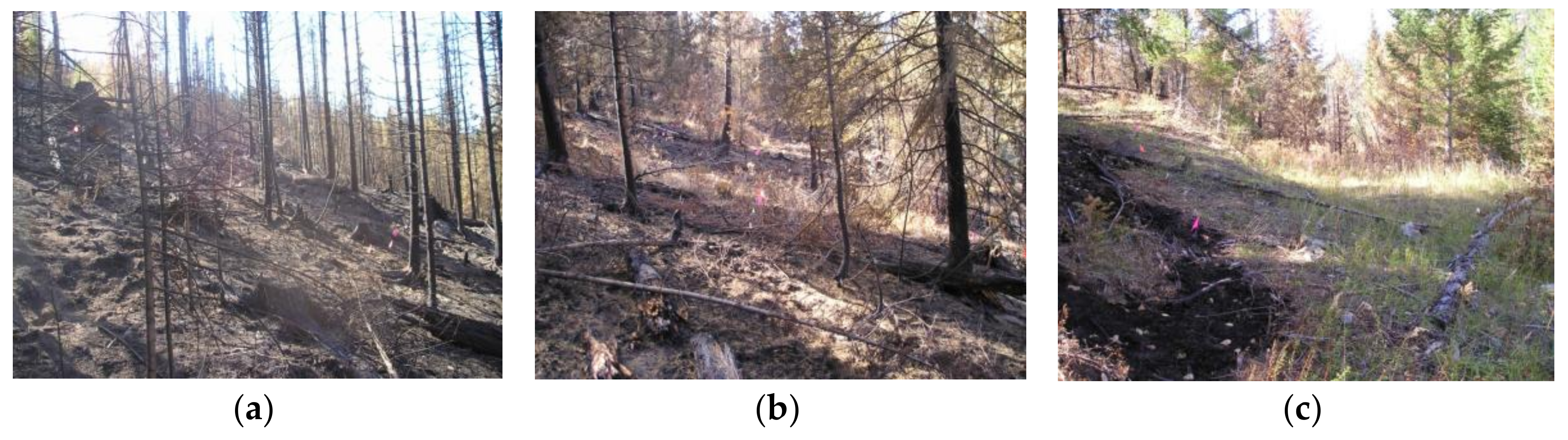 Fire 01 00010 g006
