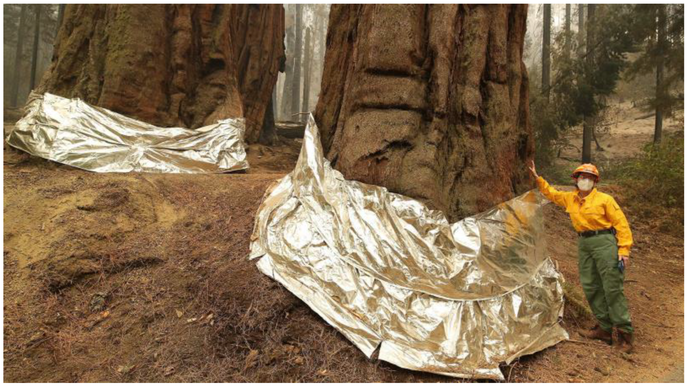 Fire 05 00053 g001 550