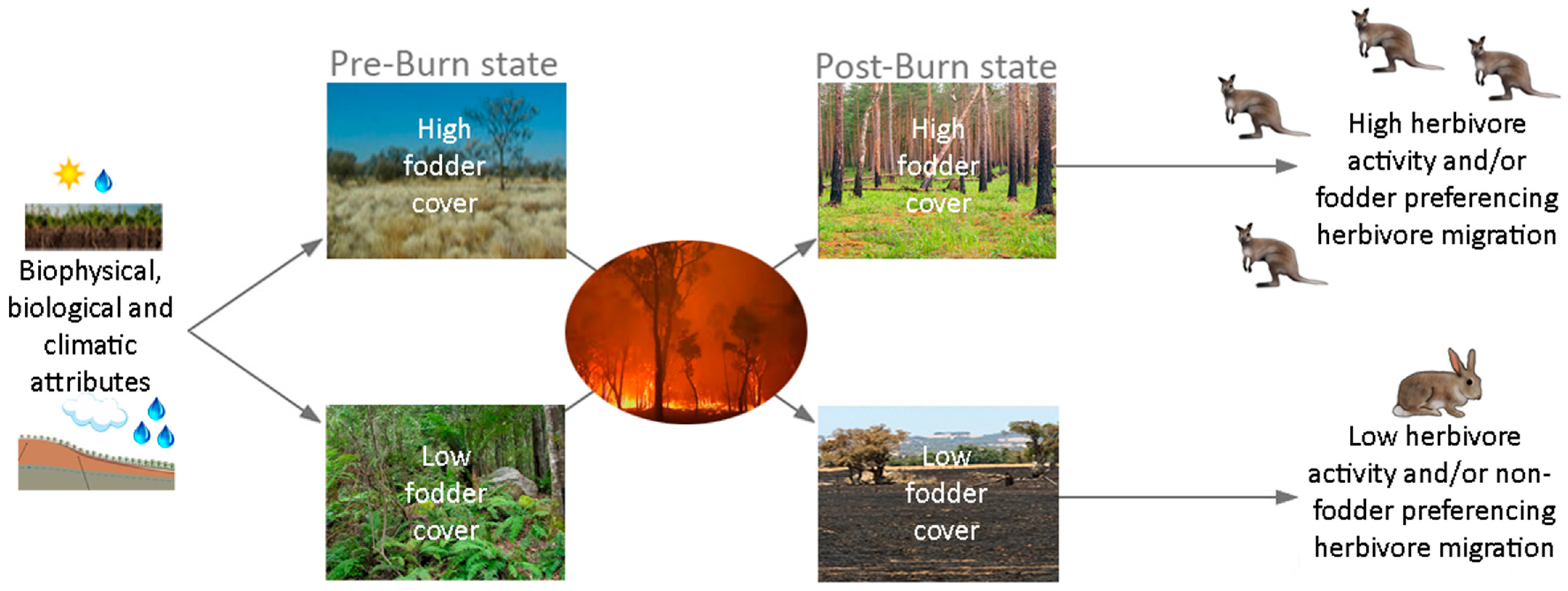 Fire | Free Full-Text | The Fire and Fodder Reversal Phenomenon: Vertebrate  Herbivore Activity in Burned and Unburned Tasmanian Ecosystems