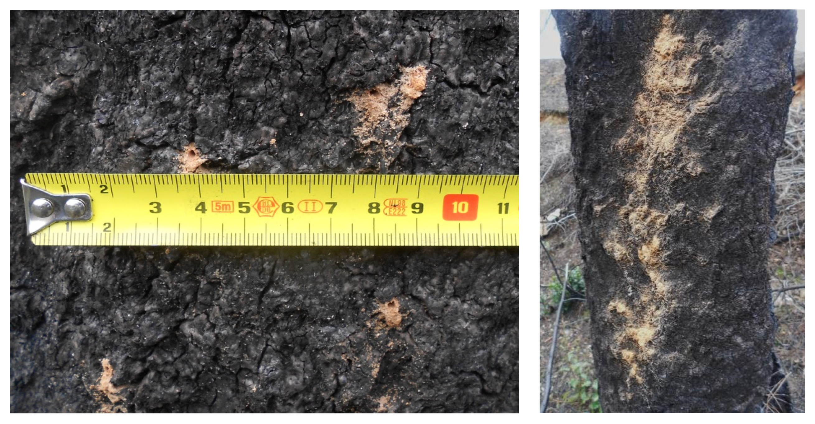 Fire 05 00115 g002 550