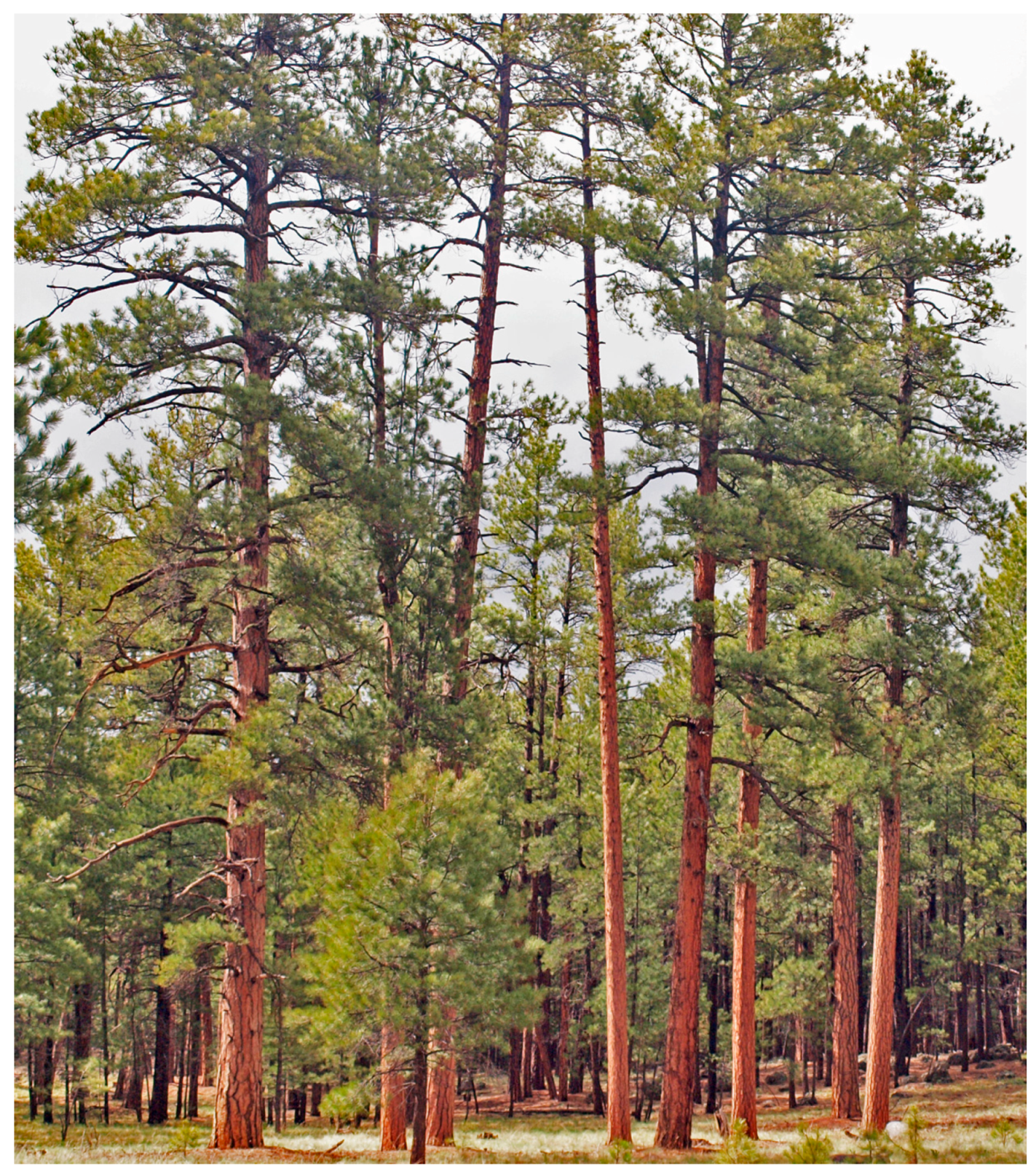 Fire 06 00146 g001 Fire 06 00146 g001