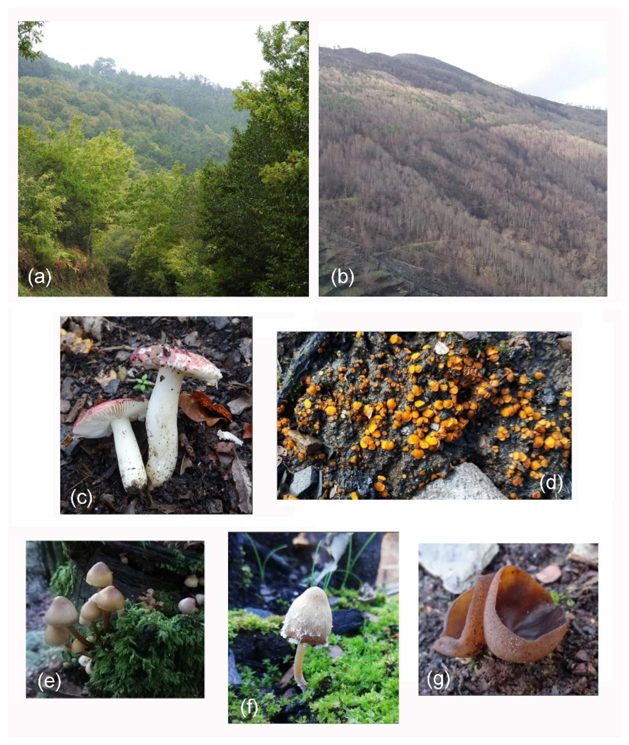 Fire 08 00438 g002 Fire 08 00438 g002